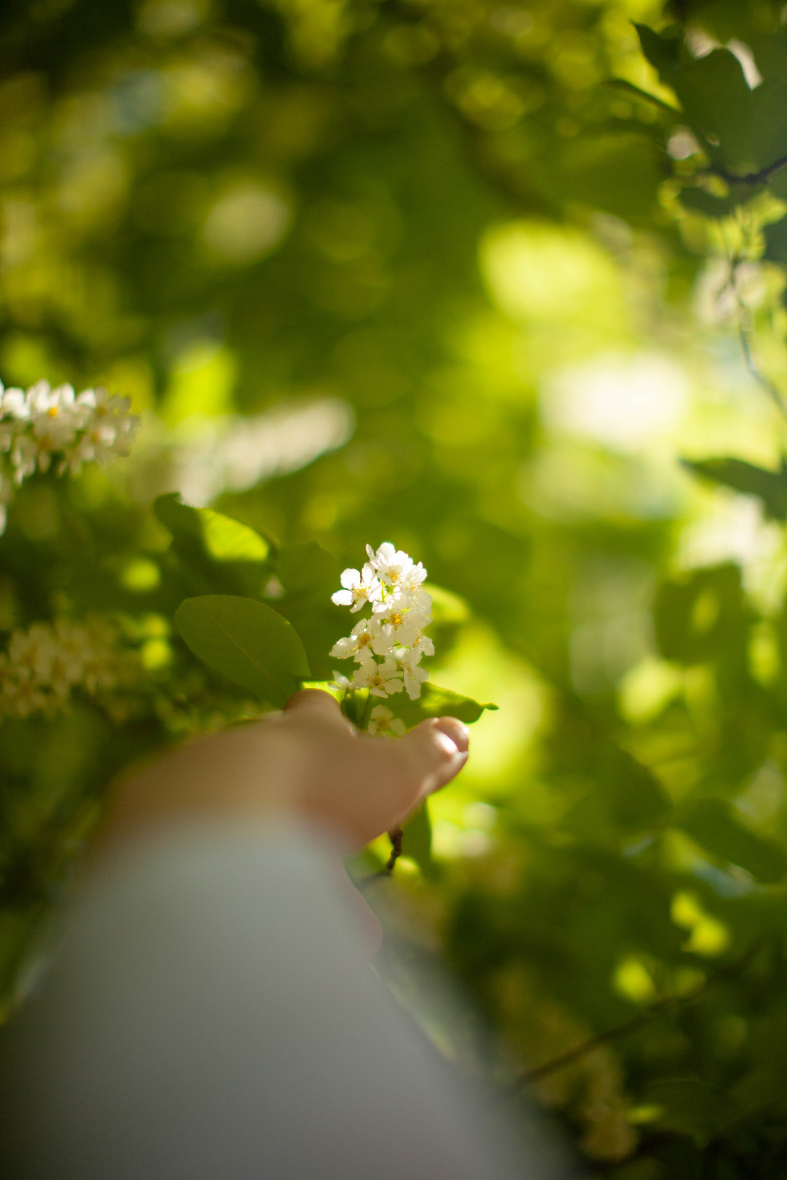 Летний день. Art my Pho