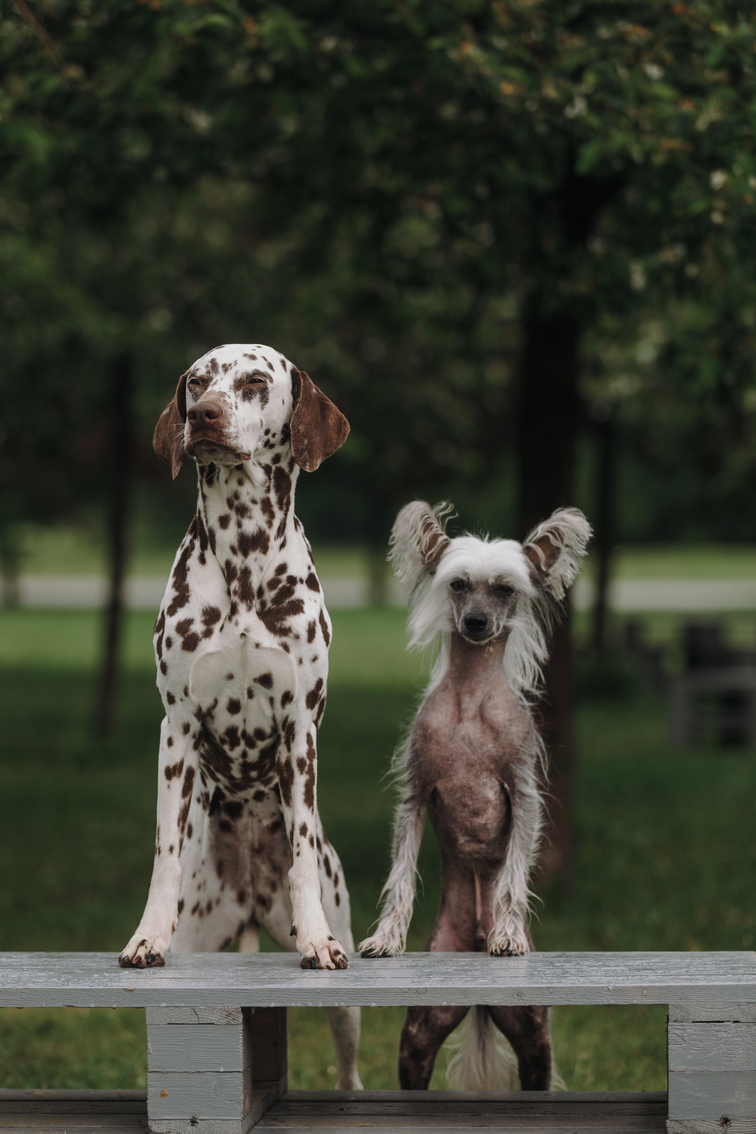Лили, Уся, Вика и их семья. Фотограф анималист Кристина Карпова, Москва