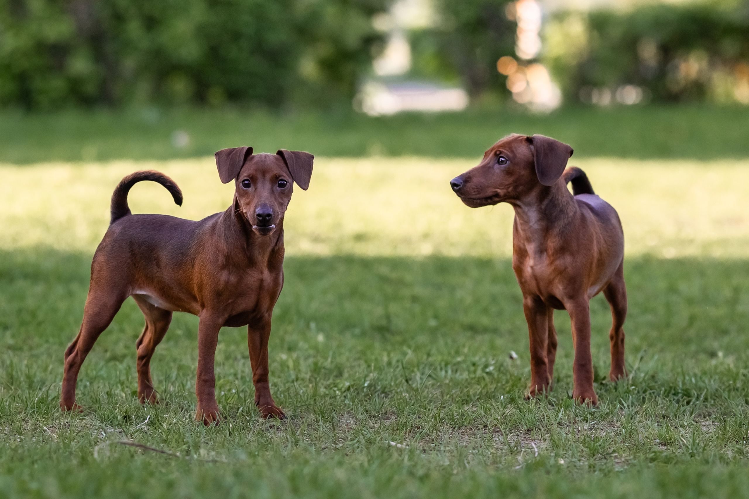 Пинчерята. Фотограф анималист Аня Ливанова | Рыбинск
