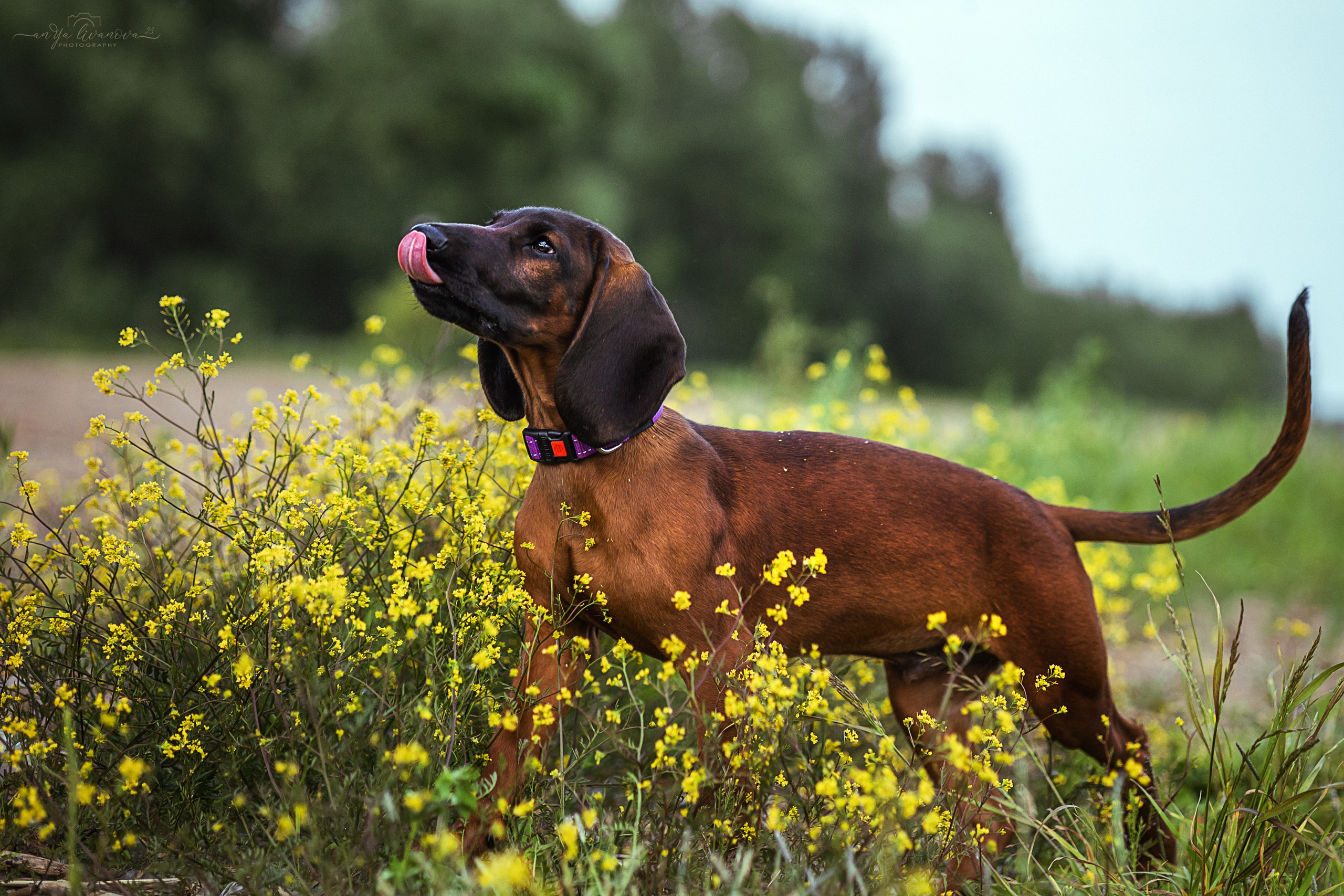 Баварчик. Фотограф анималист Аня Ливанова | Рыбинск