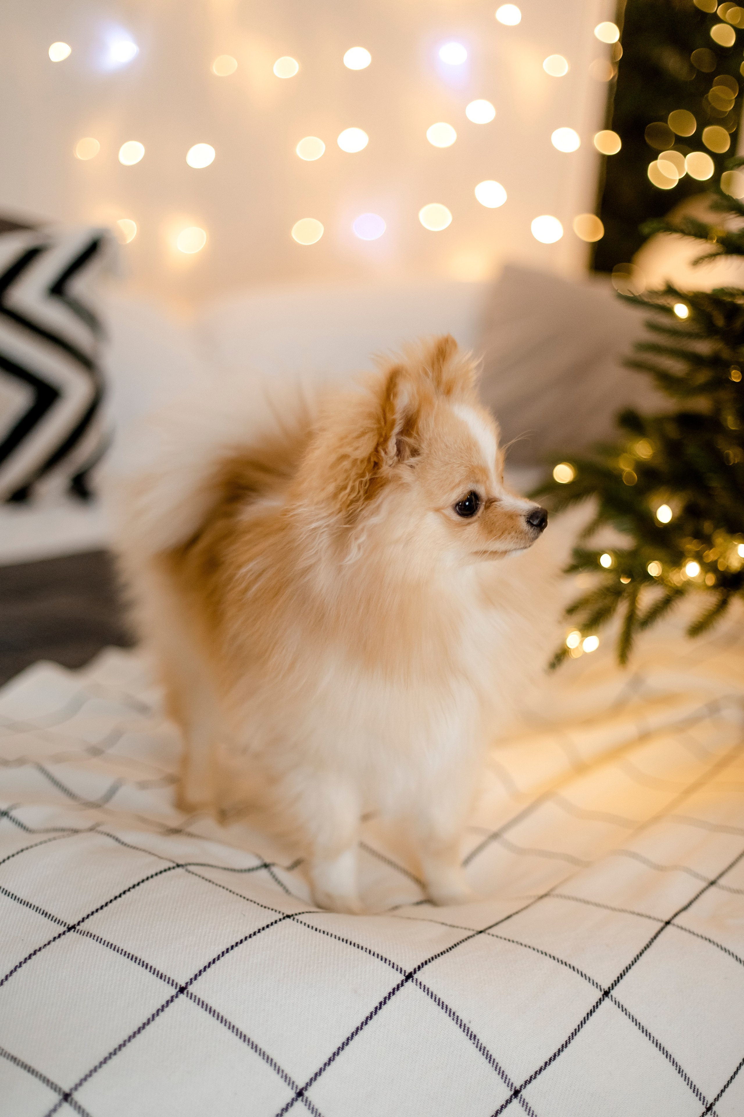 Евгений, Елизавета и Мила. Свадебный и портретный фотограф в Миассе Филиппенко Дарья