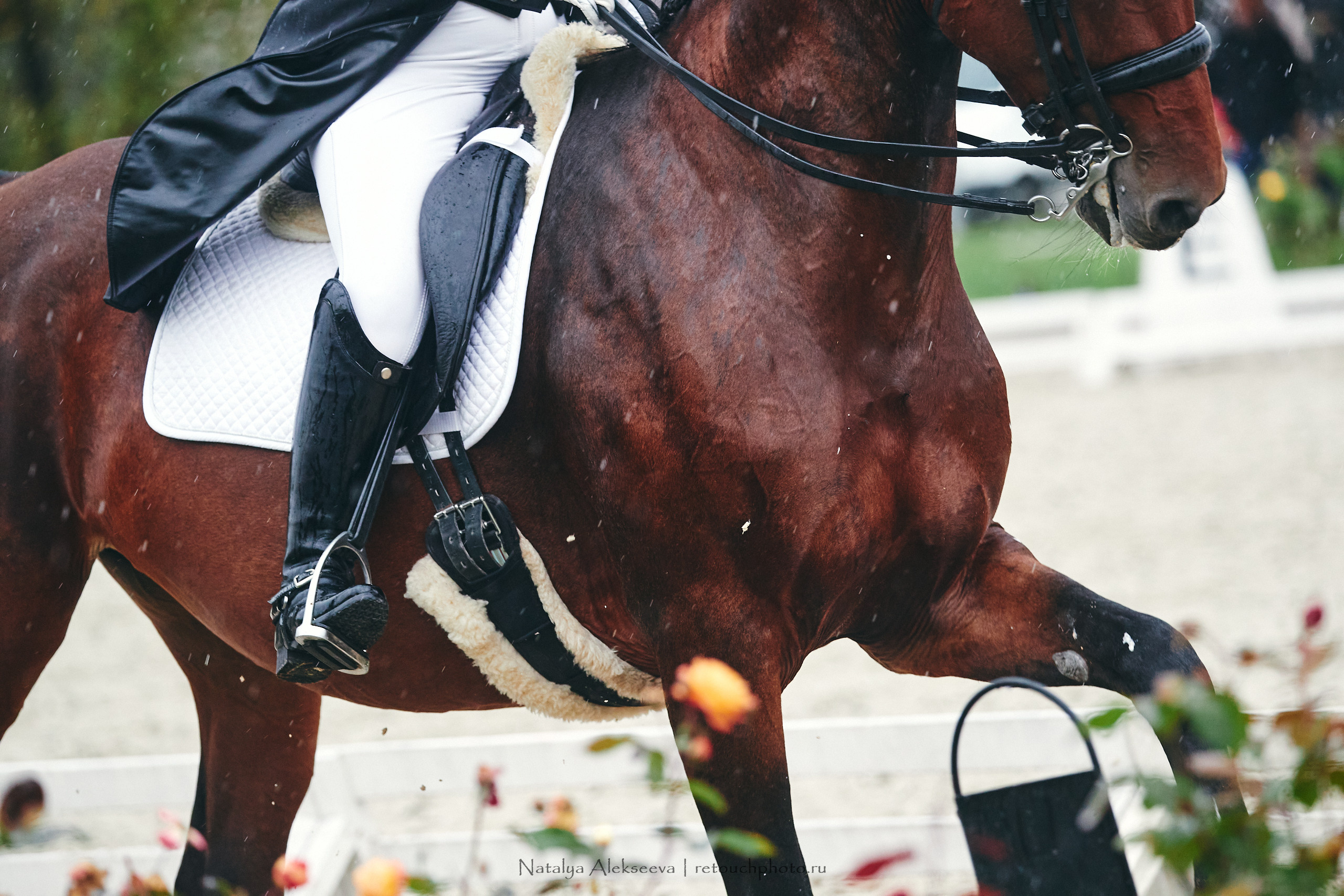 Личный Чемпионат России по выездке, КСК Новый Век | 09'2021. Репортажный фотограф и ретушер в Москве Наталья Алексеева