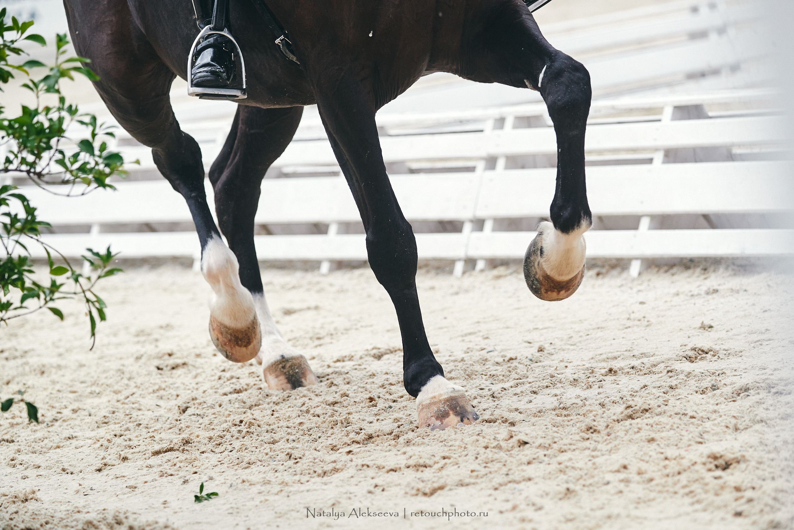 CDI-W/3*/3*/J/YH, КСК Отрада | 09'2021. Репортажный фотограф и ретушер в Москве Наталья Алексеева