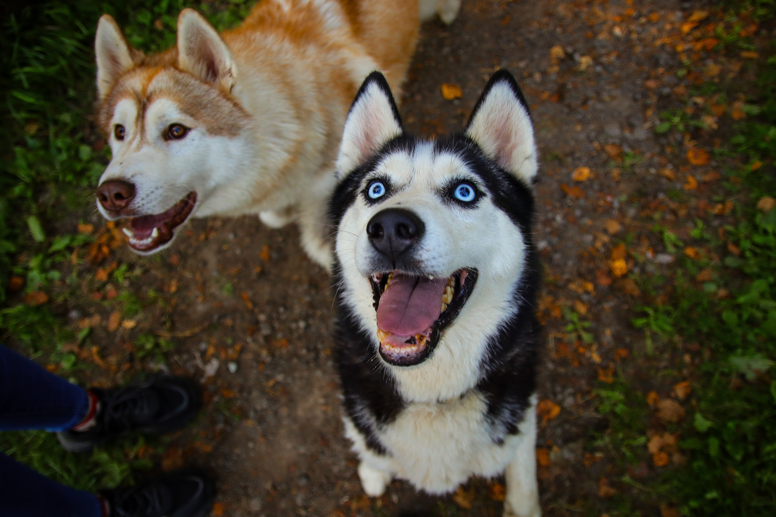 Фотограф и видеограф Лашманов Павел