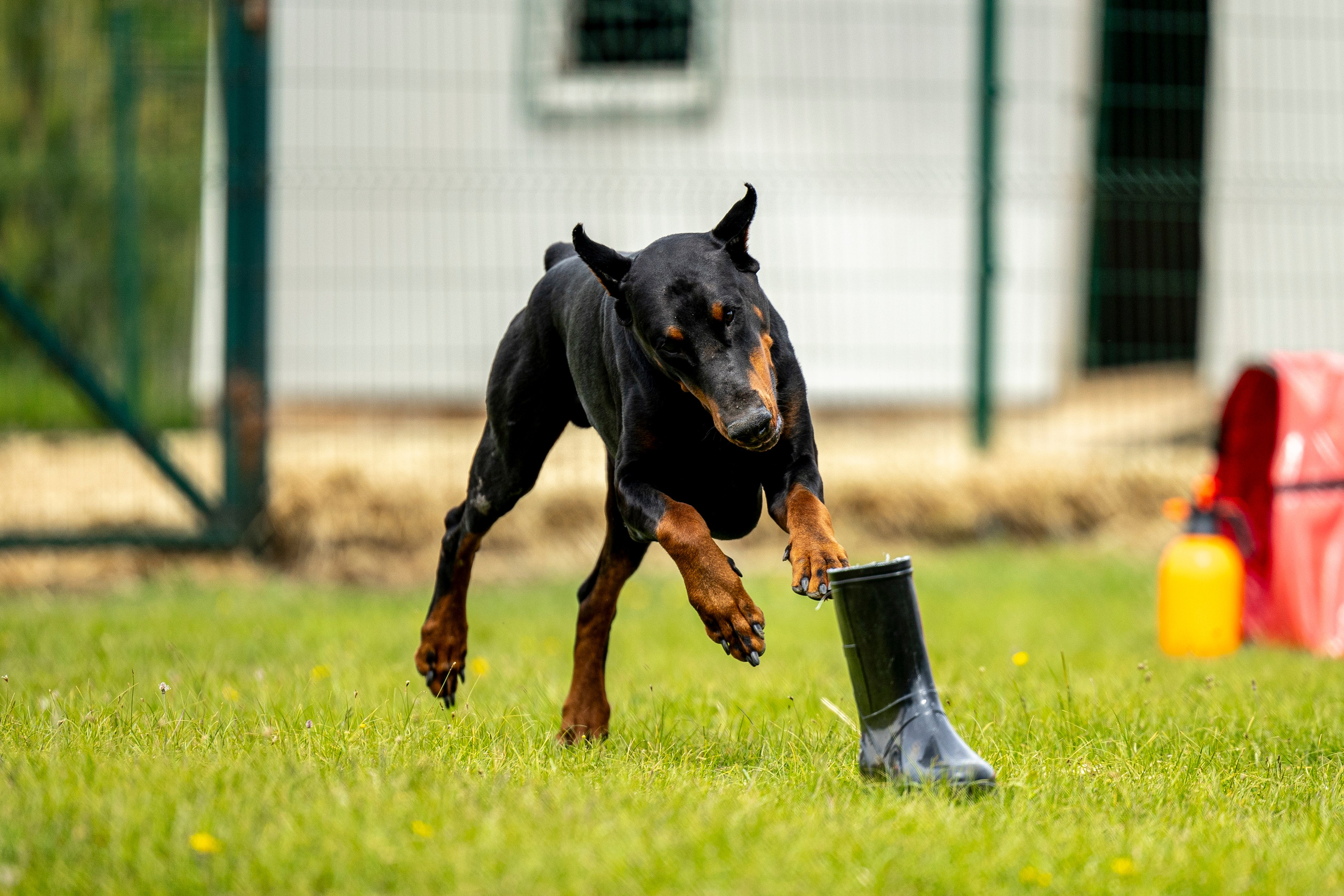 Испытания по мондьорингу в Нижнем Новгороде. Фотограф-анималист Анна Маринич