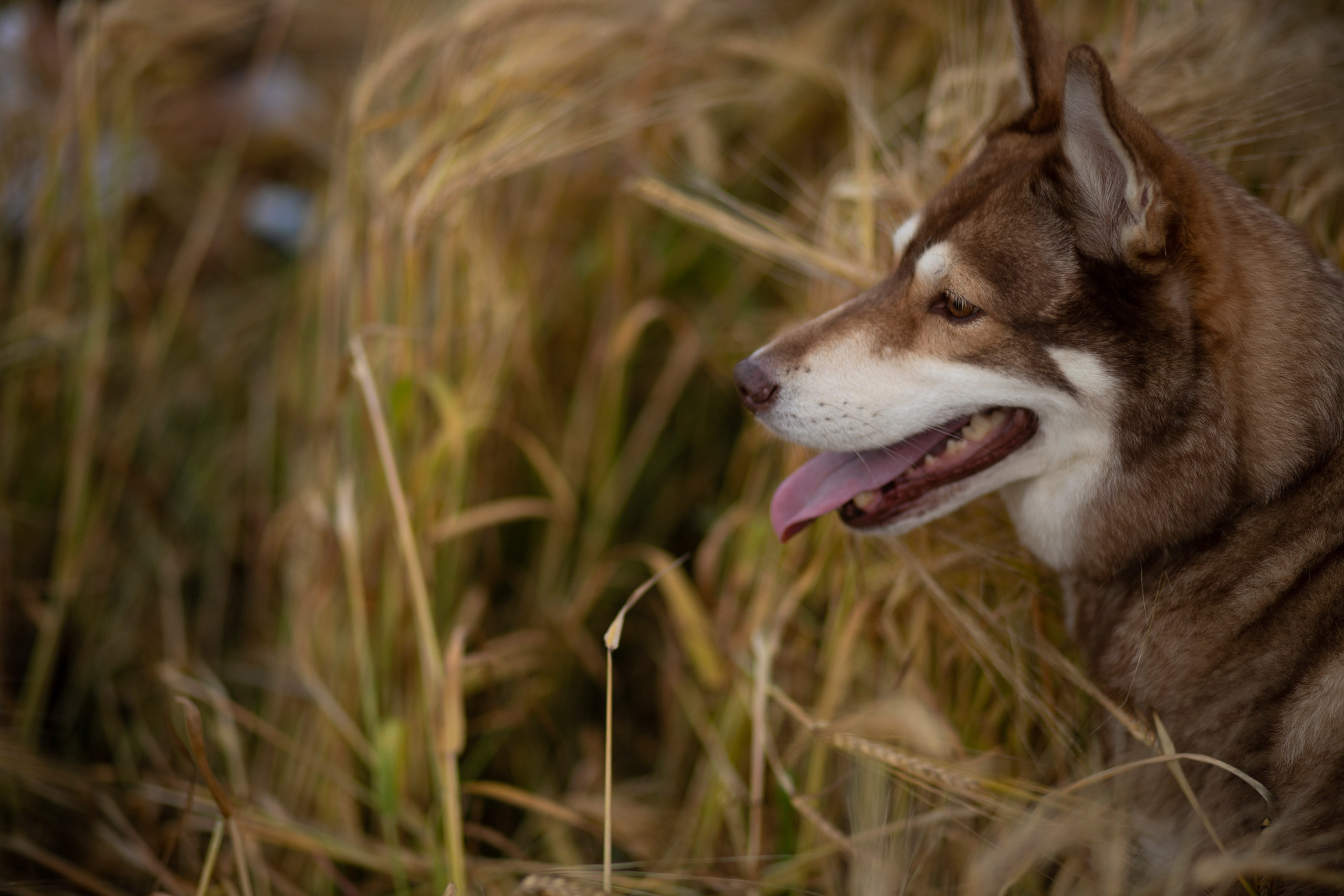 Прогулка с любимым питомцем. Фотограф Пушкино и Москва Анастасия Коган