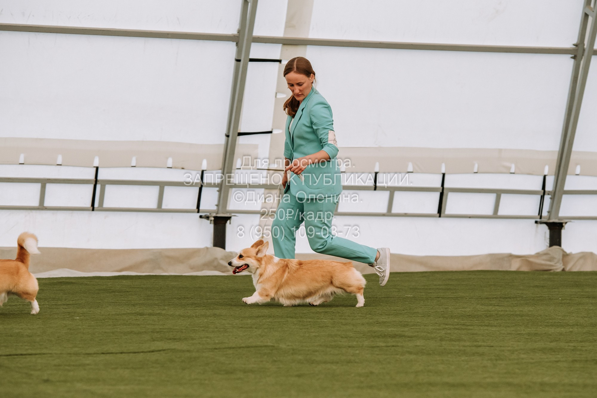 Выставка собак Красноярск 2.06. Фотограф Диана Оленина Красноярск / Братск