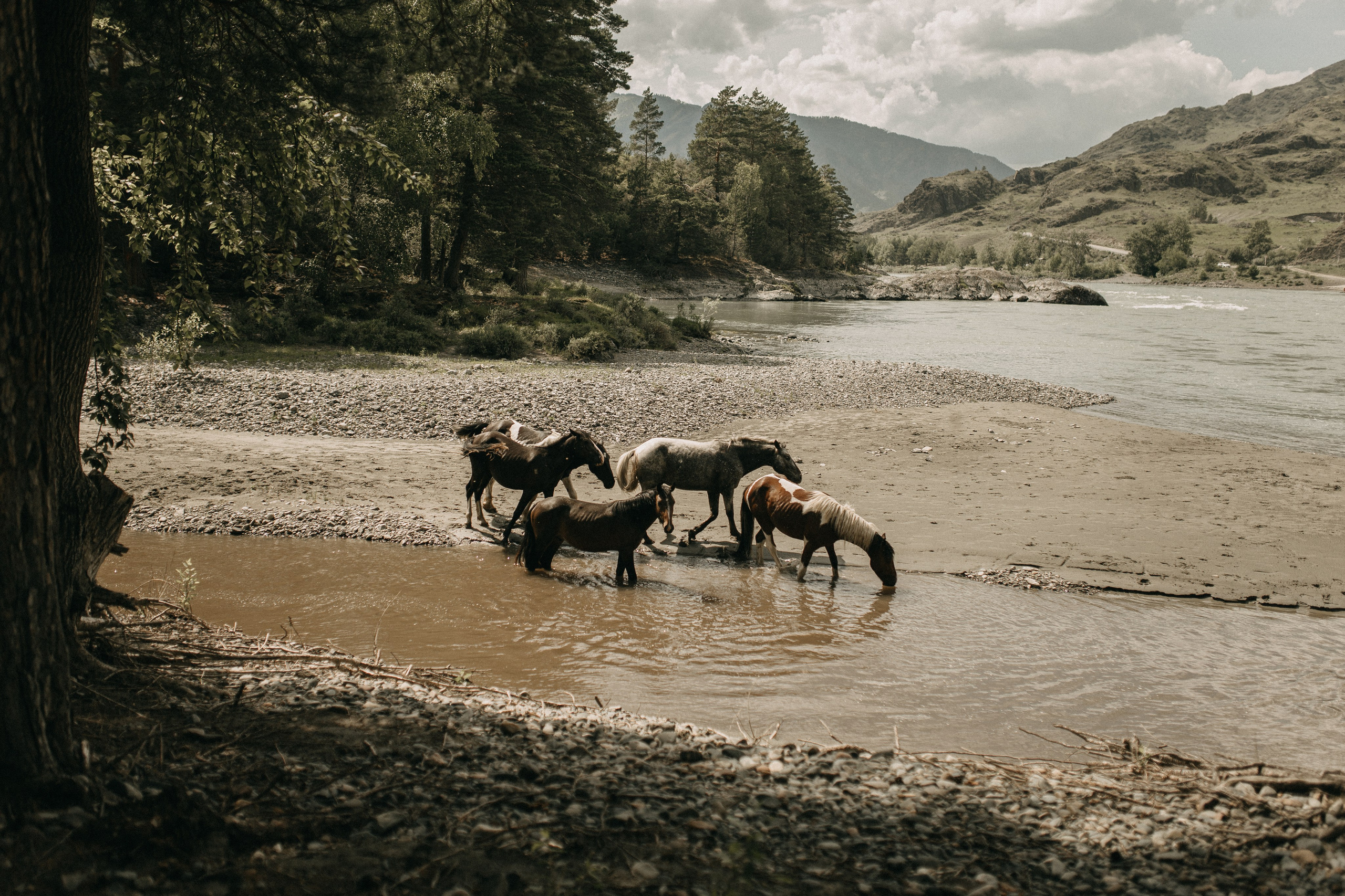 Илья и Оксана (Алтай). Свадебный и портретный фотограф в Калининграде и Москве Марк Юдинцев