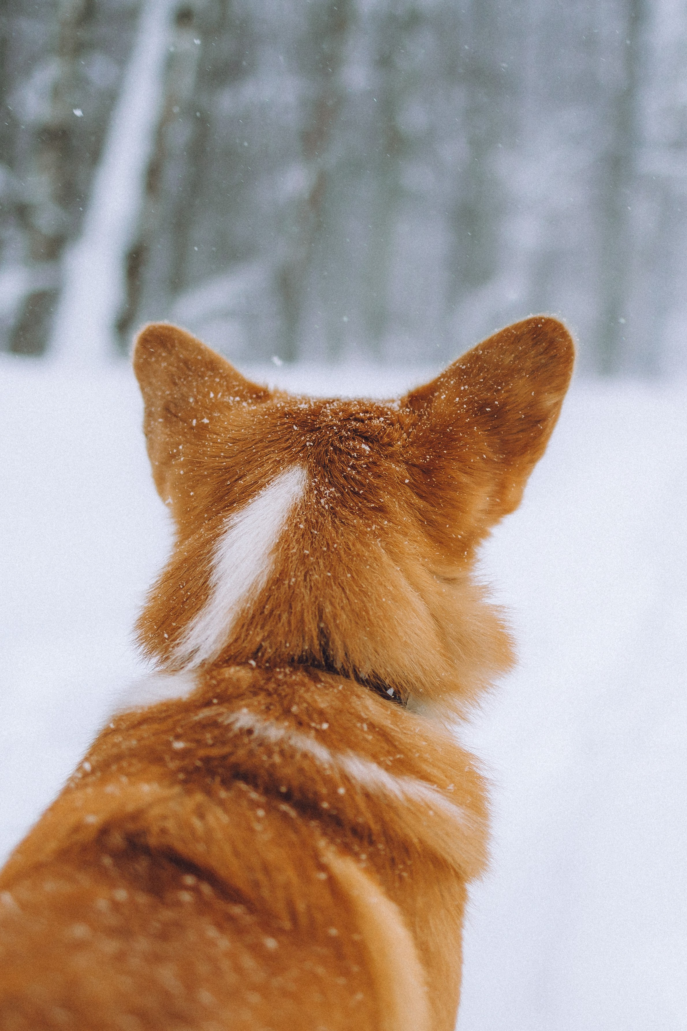 Юля и Юпитер
