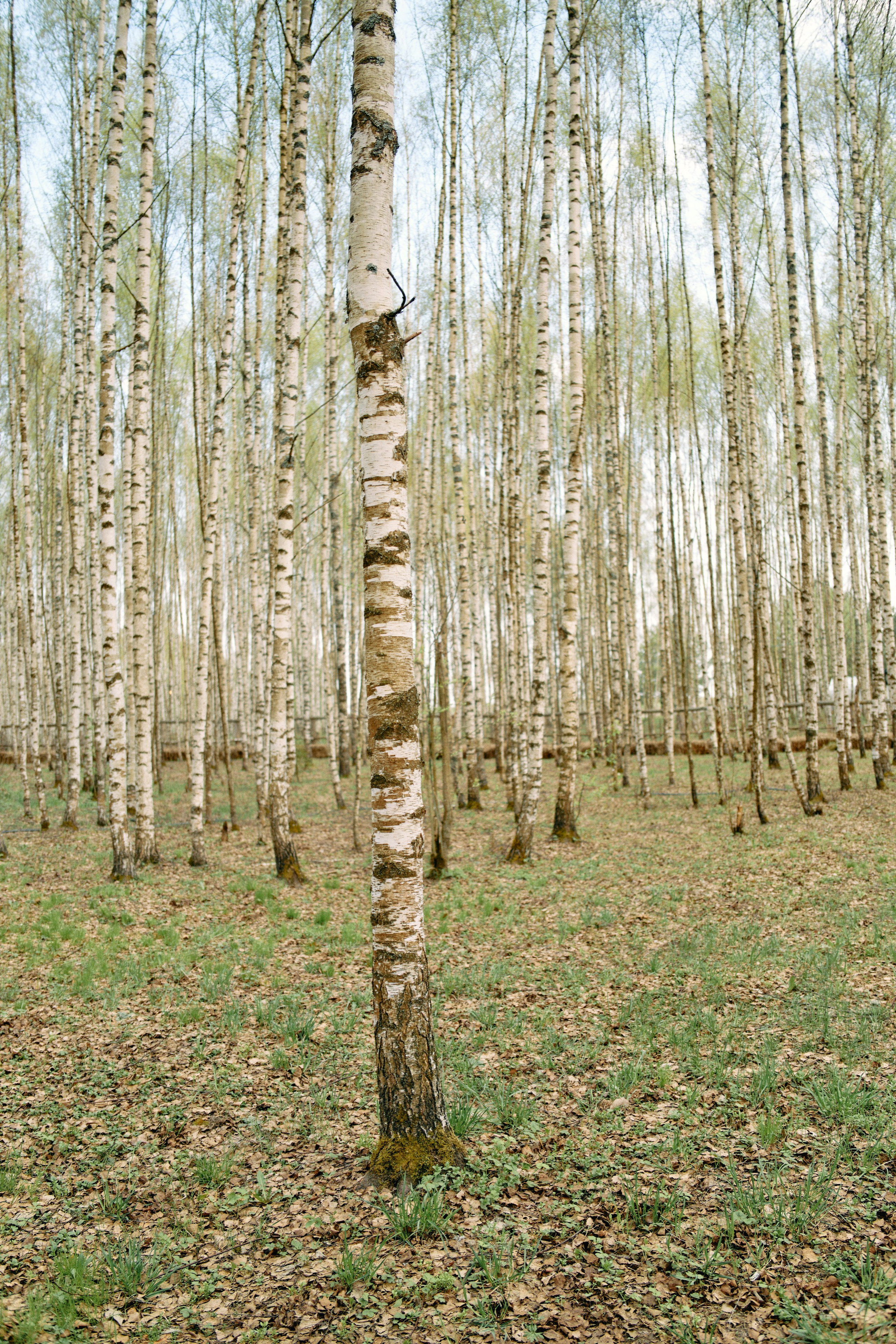 Бутик-отель Поле летом. Профессиональный Фотограф во Владимире, в Москве и в Суздале — Полина Романычева