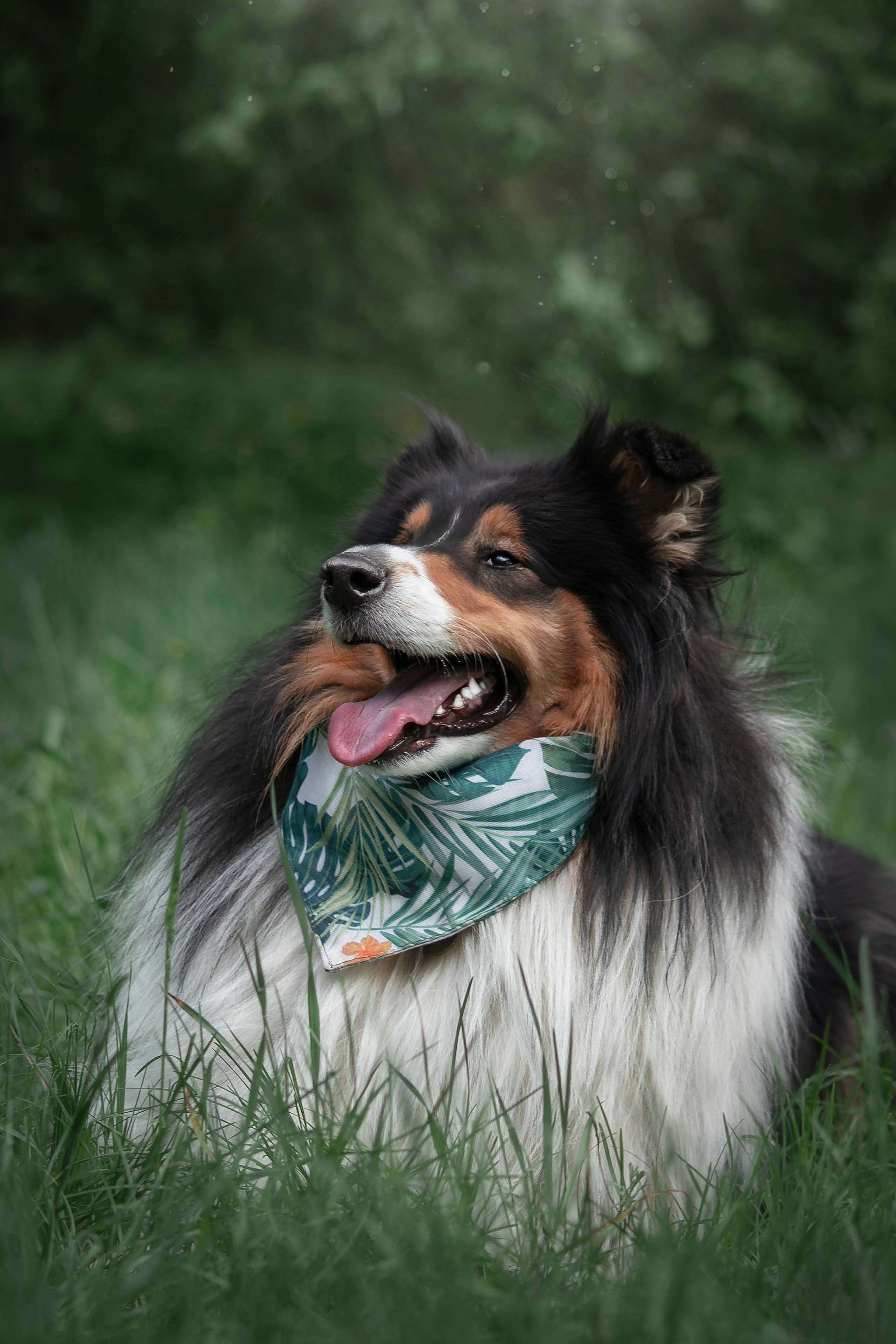 Портфолио фотографа-анималиста из Воронежа Алины Ивановой. Фотограф — анималист Алина Иванова