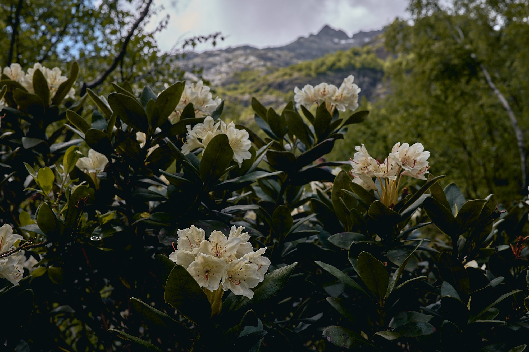 Arkhyz WildTrail Trip. Юлия Иванова. Фотограф для лучших моментов