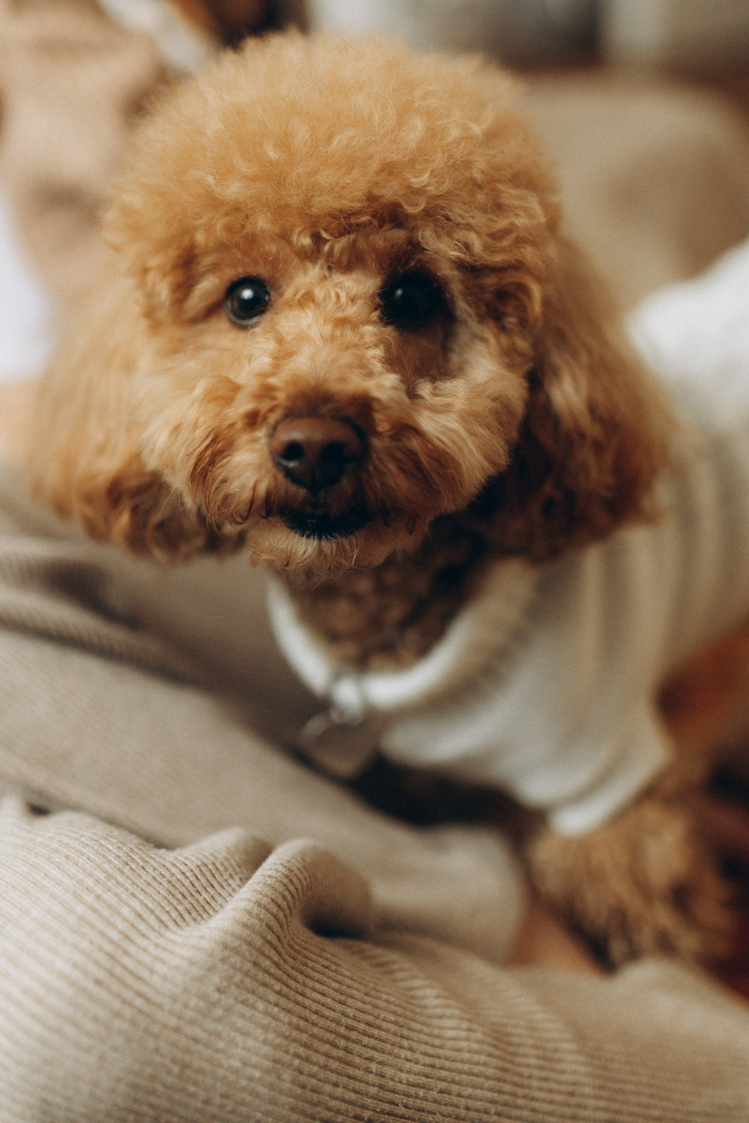 Маша, Ваня & Барни. Фотограф НОГИНСК, Москва, Анастасия Белая