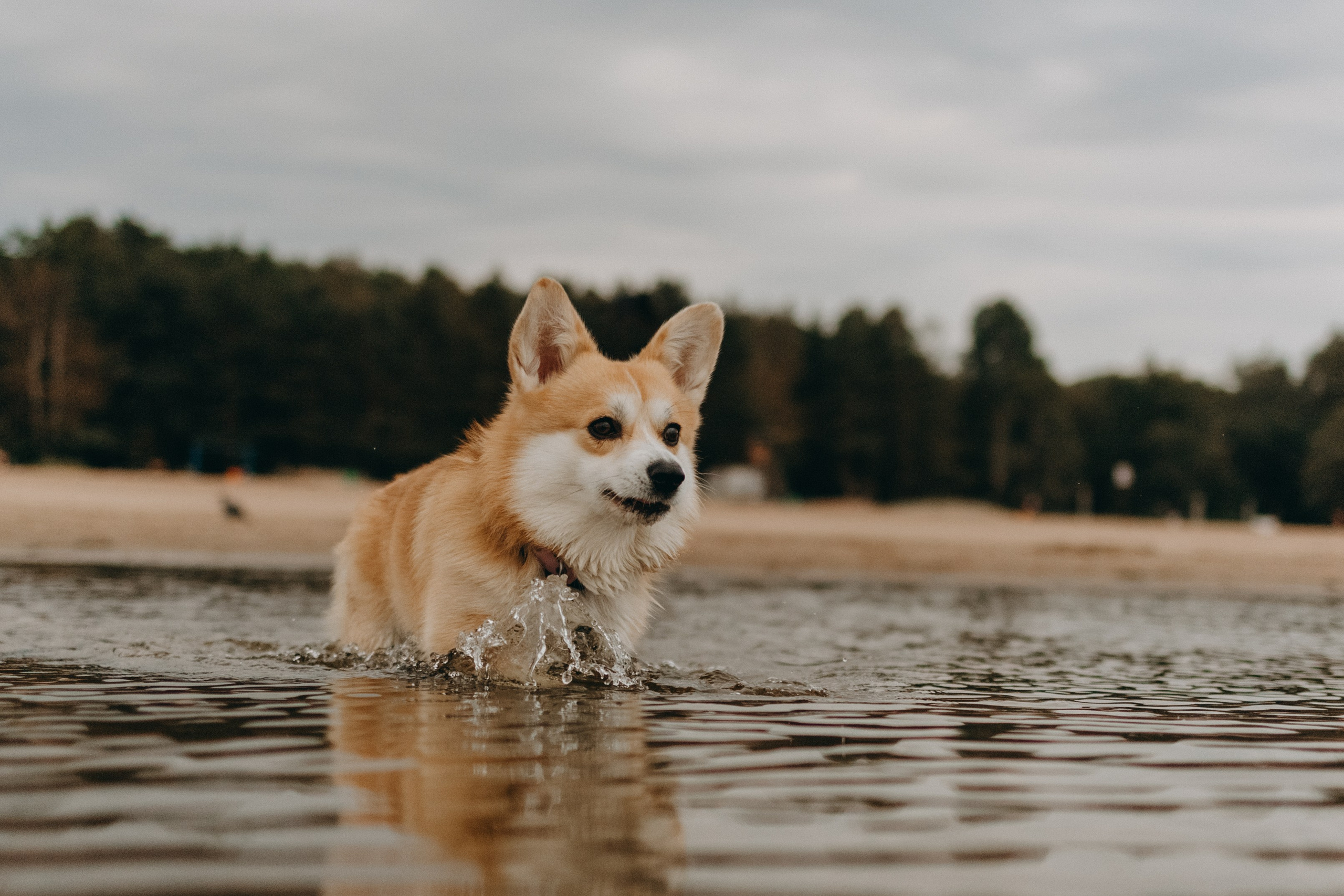 Лиза и Бакс. Фотограф — Анималист | Санкт-Петербург