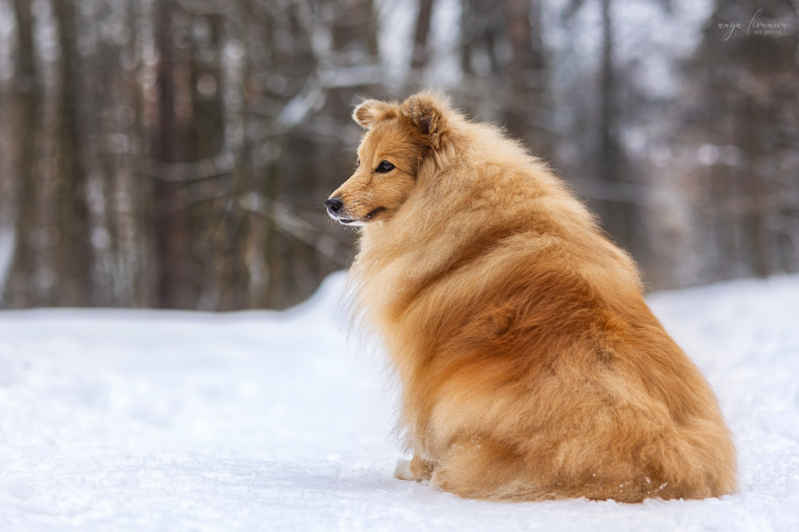 Скиф. Фотограф анималист Аня Ливанова | Рыбинск