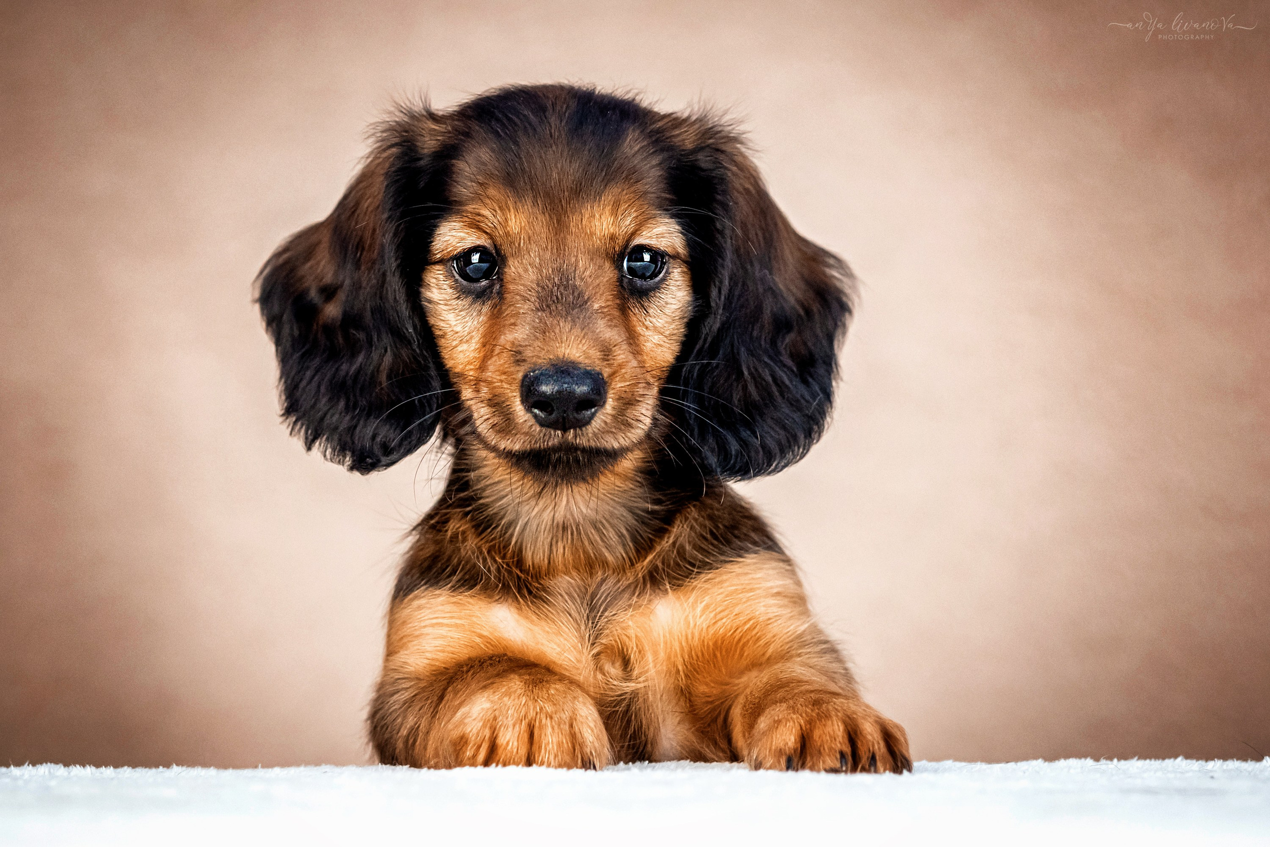 Таксята. Фотограф анималист Аня Ливанова | Рыбинск