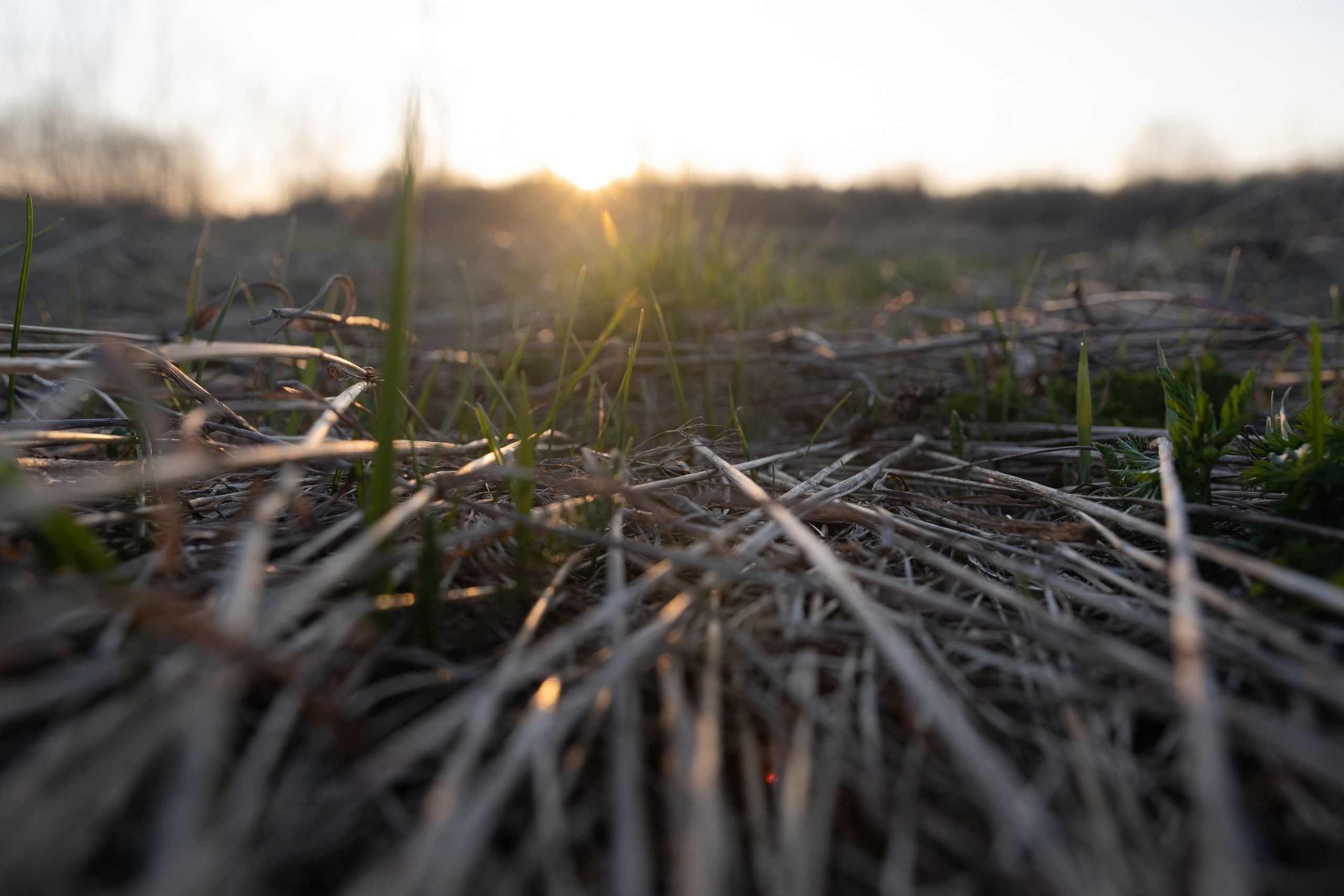 Село Васильевское. Фотограф в Москве Максим Скоробогатов