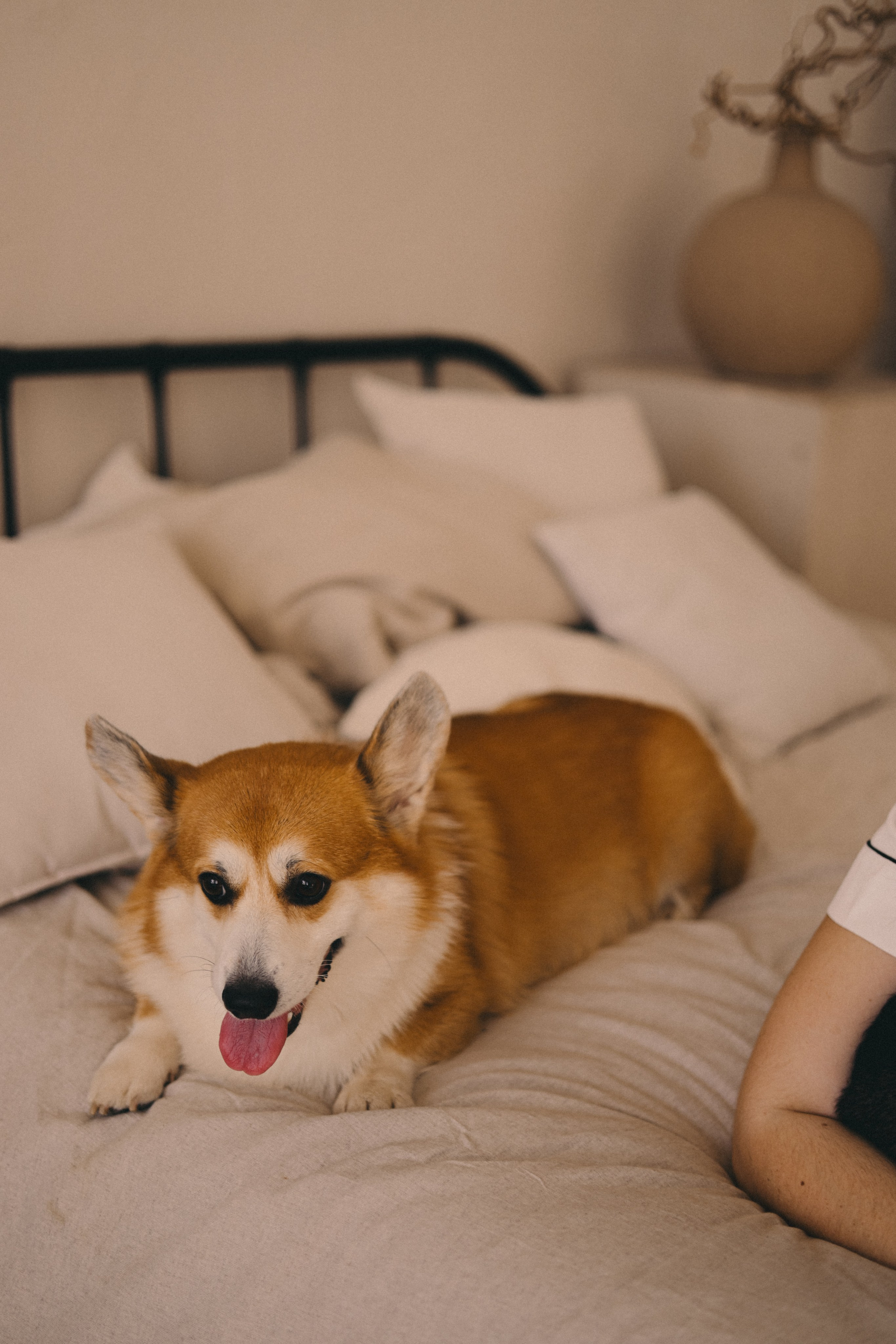 Виктория и Корги. Фотограф Мария Лаенко