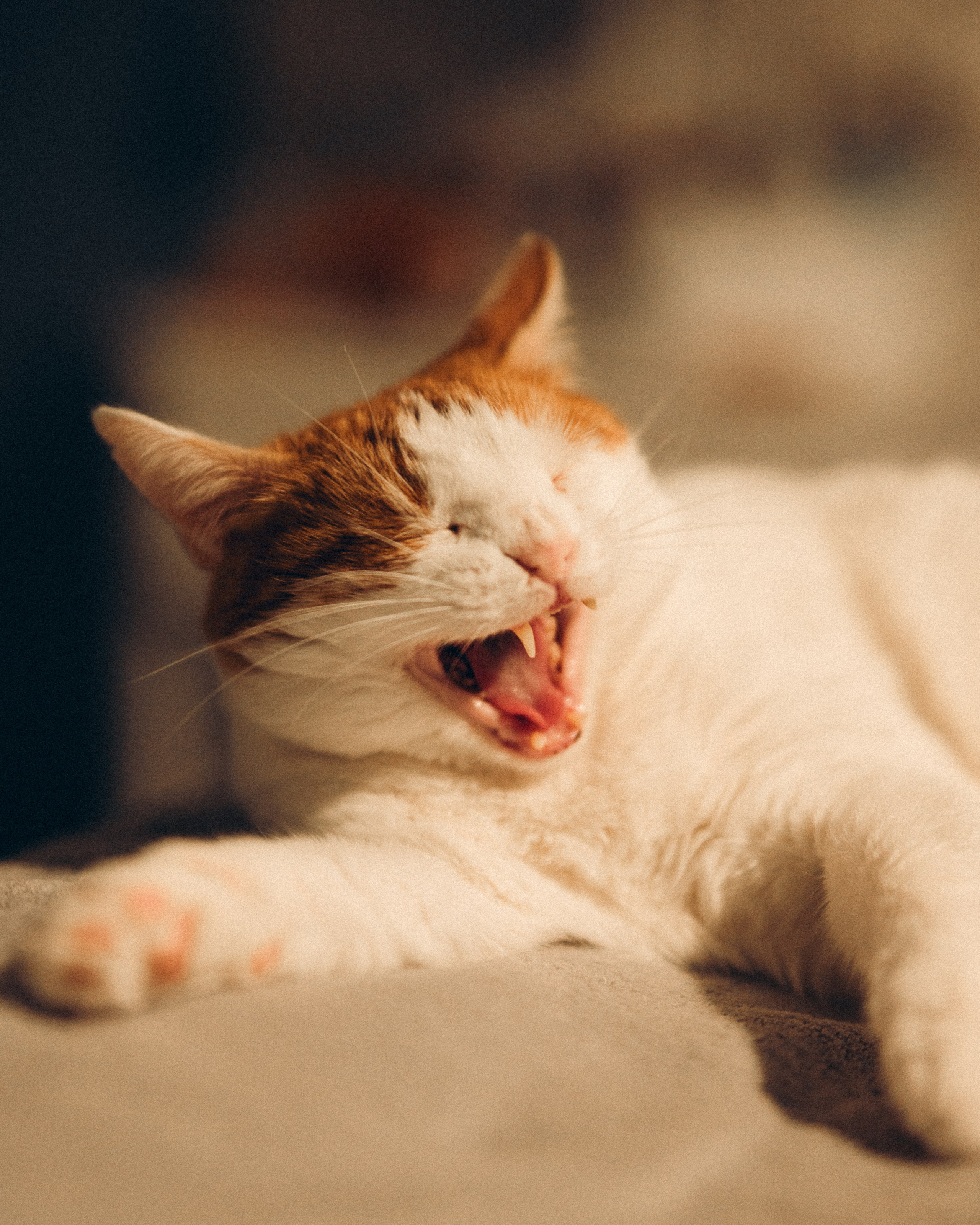 Домашняя фотосессия с питомцами