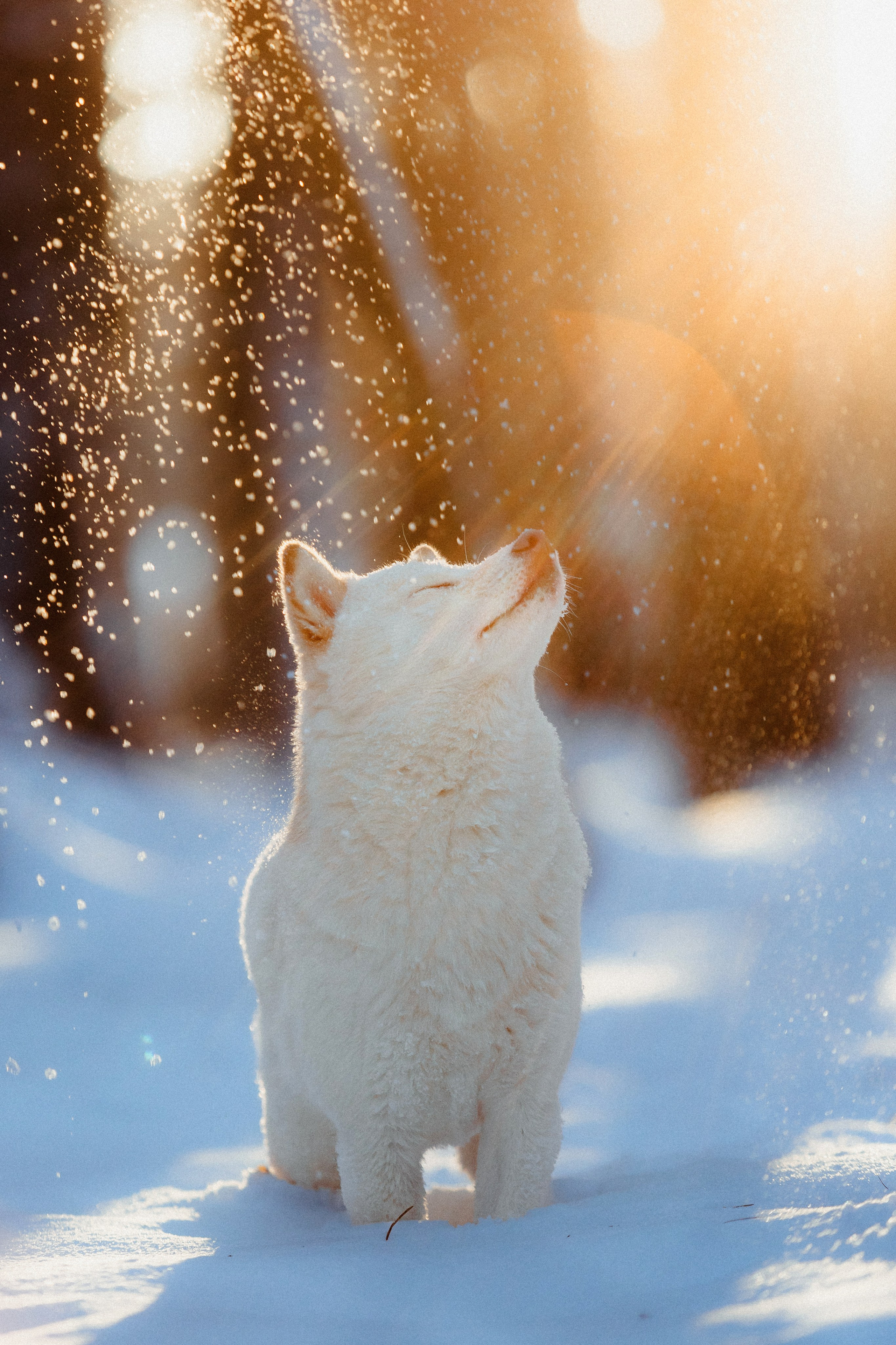 Шед, Цири и Ира