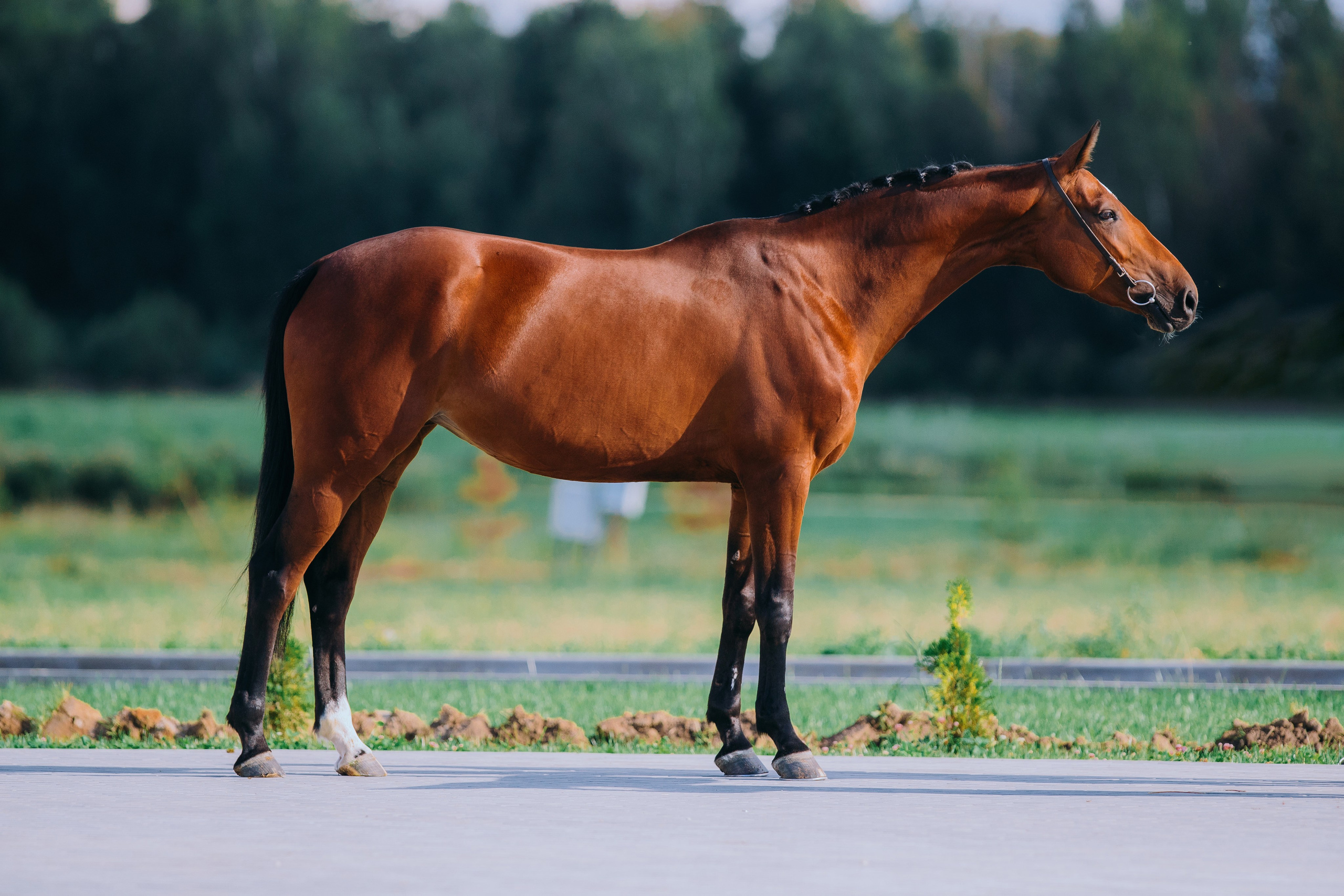 Экстерьеры. Фотограф-анималист Ксендзова Кристина