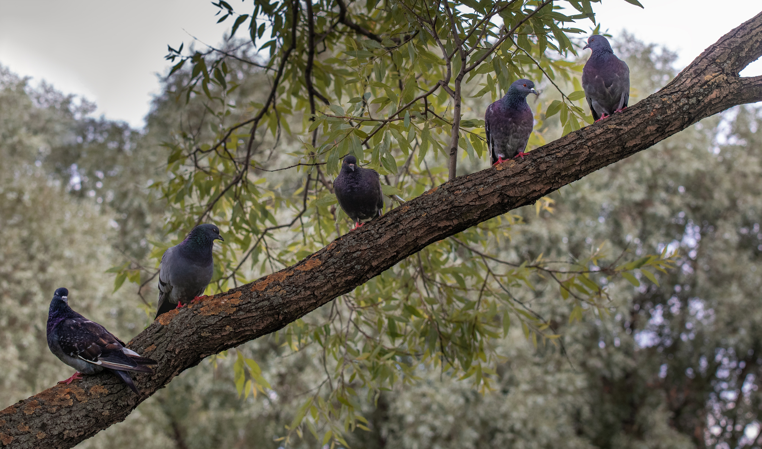 Пулковский парк. Пейзажный и семейный фотограф в Санкт-Петербурге Александр Белов