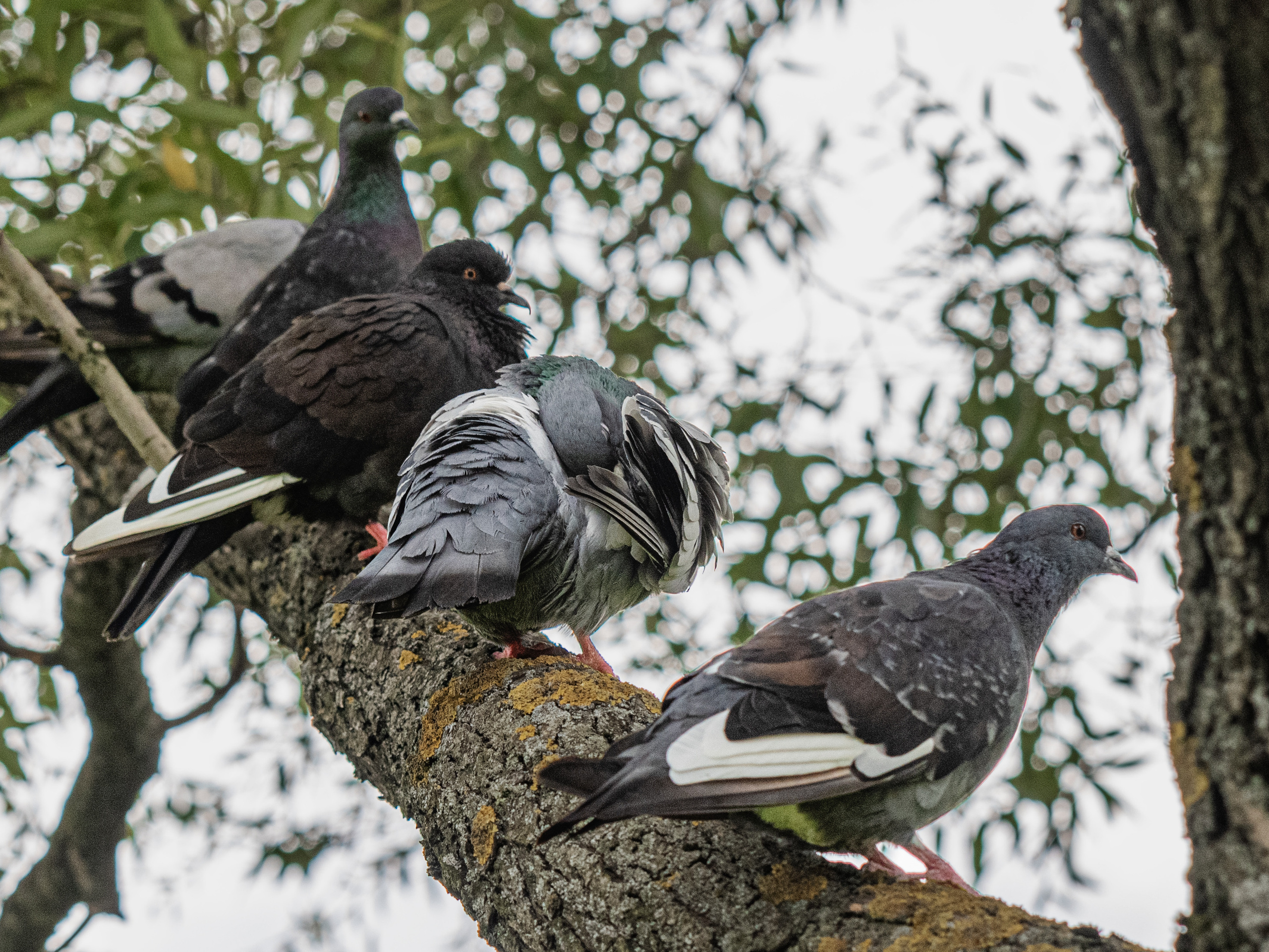 Пулковский парк. Пейзажный и семейный фотограф в Санкт-Петербурге Александр Белов
