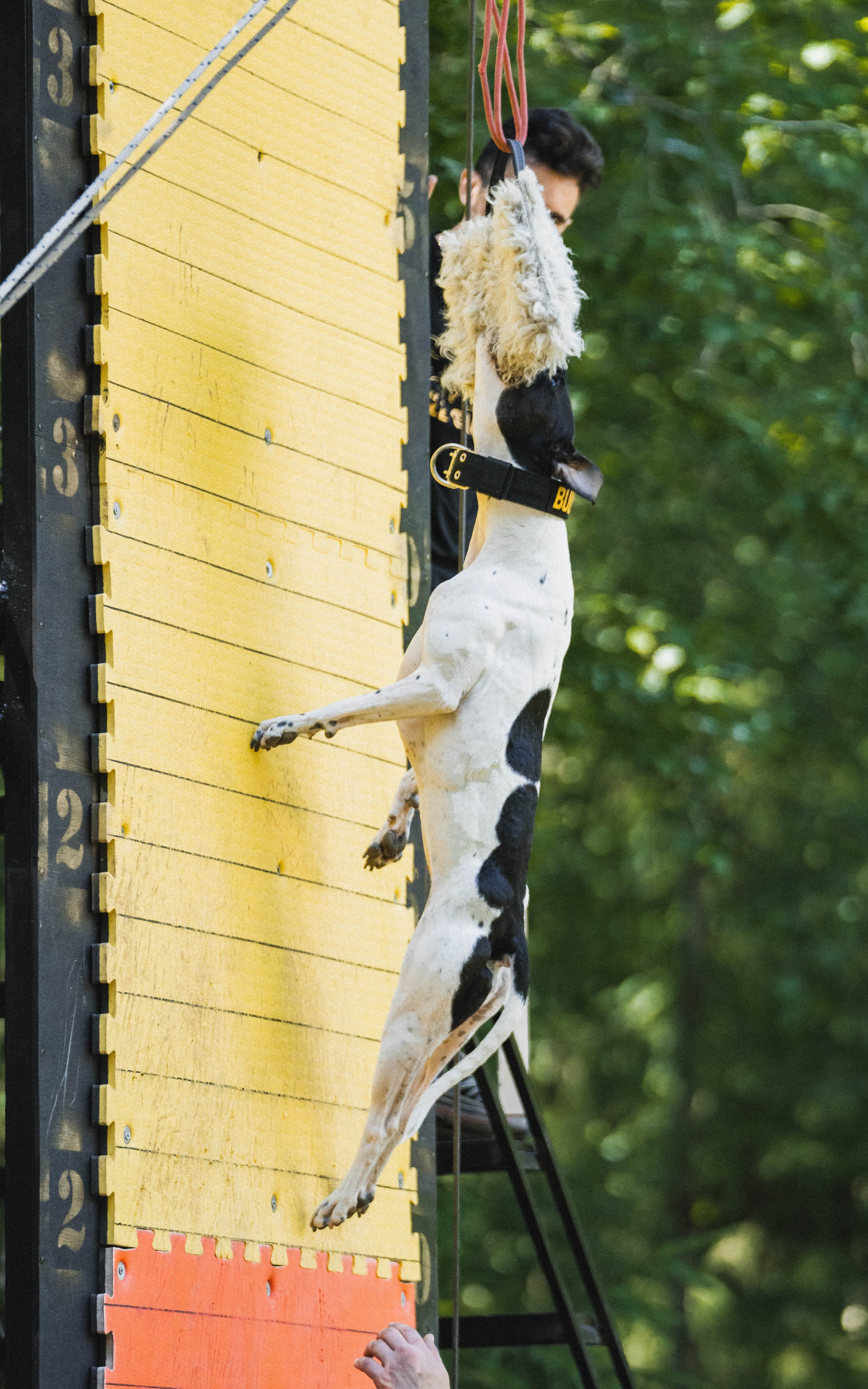 Питстафф-многоборье. Фотограф для людей и их питомцев Вика Шальнева