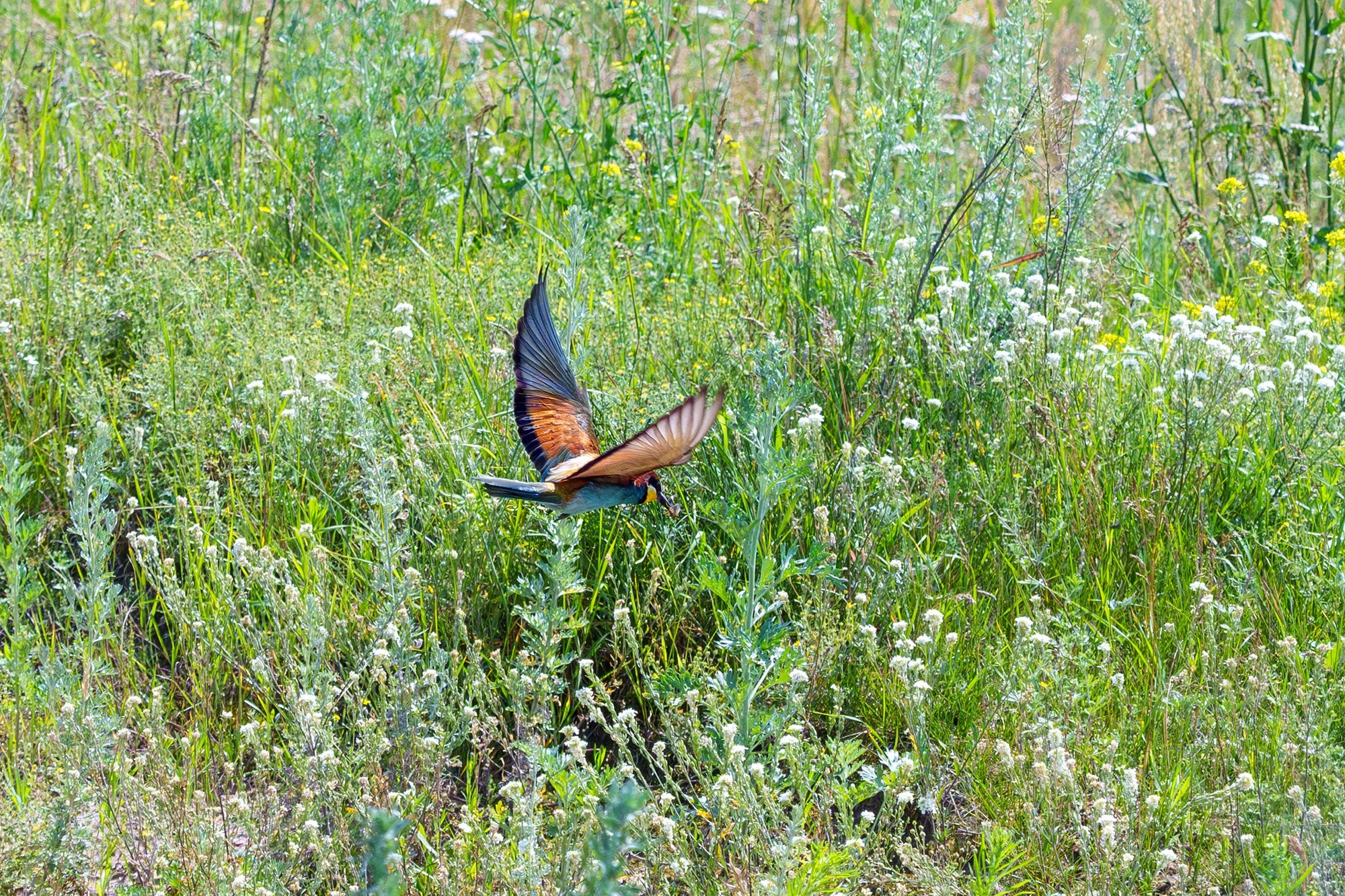 Удивительные мир птиц. Вокруг нас столько прекрасного — присмотритесь!. Ваш личный фотограф Марина Волкова