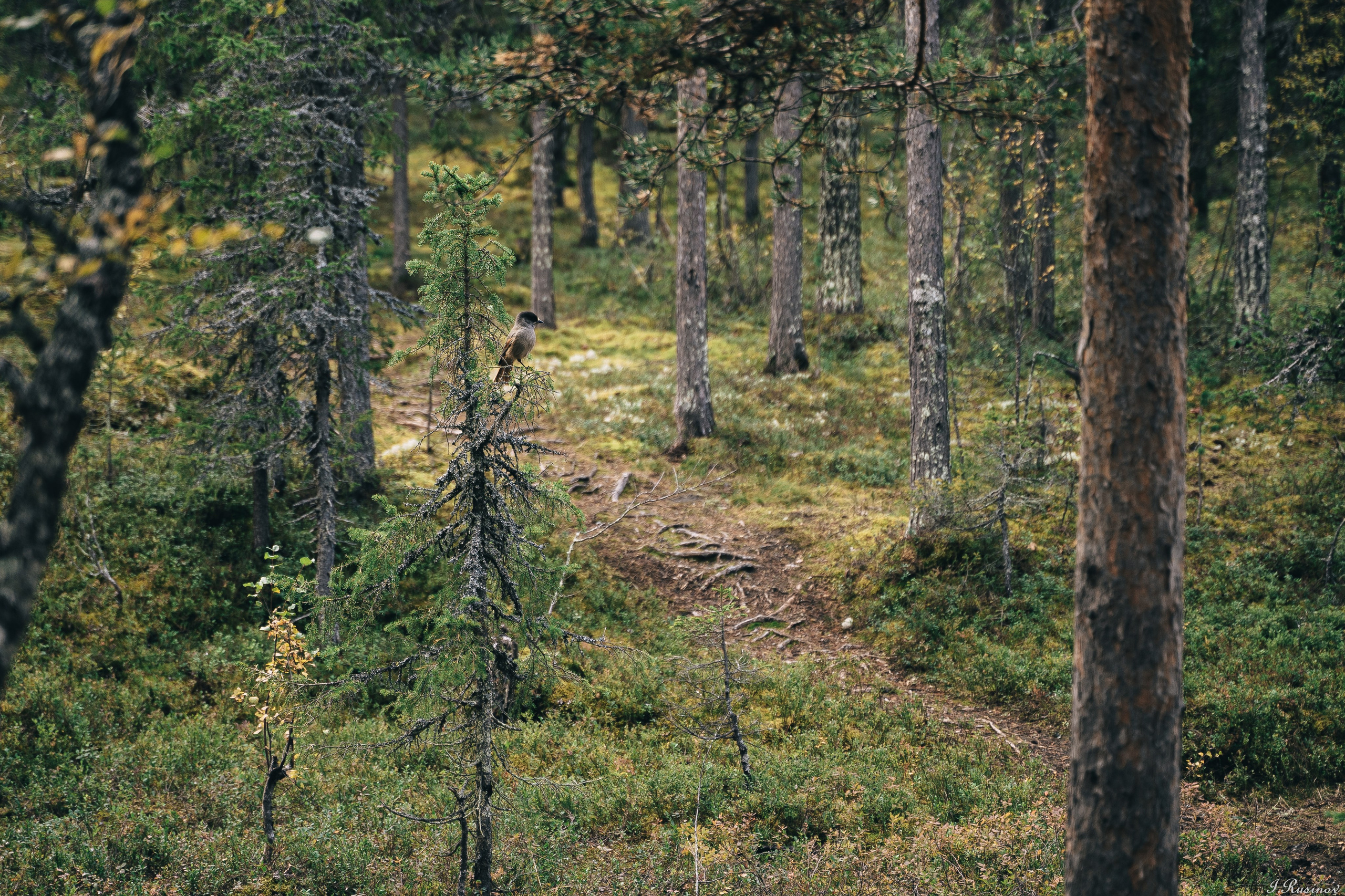 ХИБИНЫ 2021 г. Event фотограф Степанова Александра