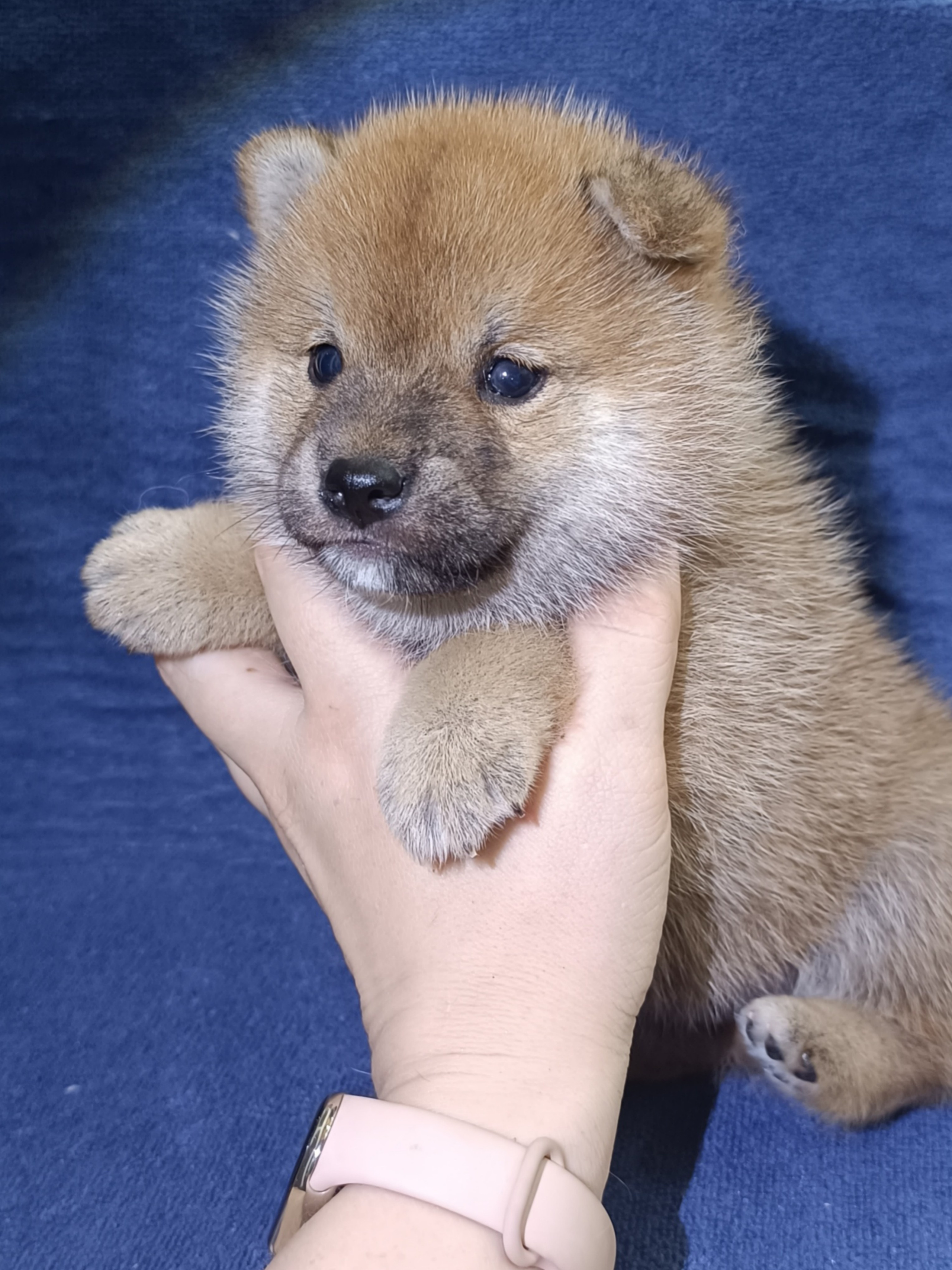 сиба питомник Рубилайт щенки на продажу rubylight  сиба щенки купить СПб Санкт-Петербург 