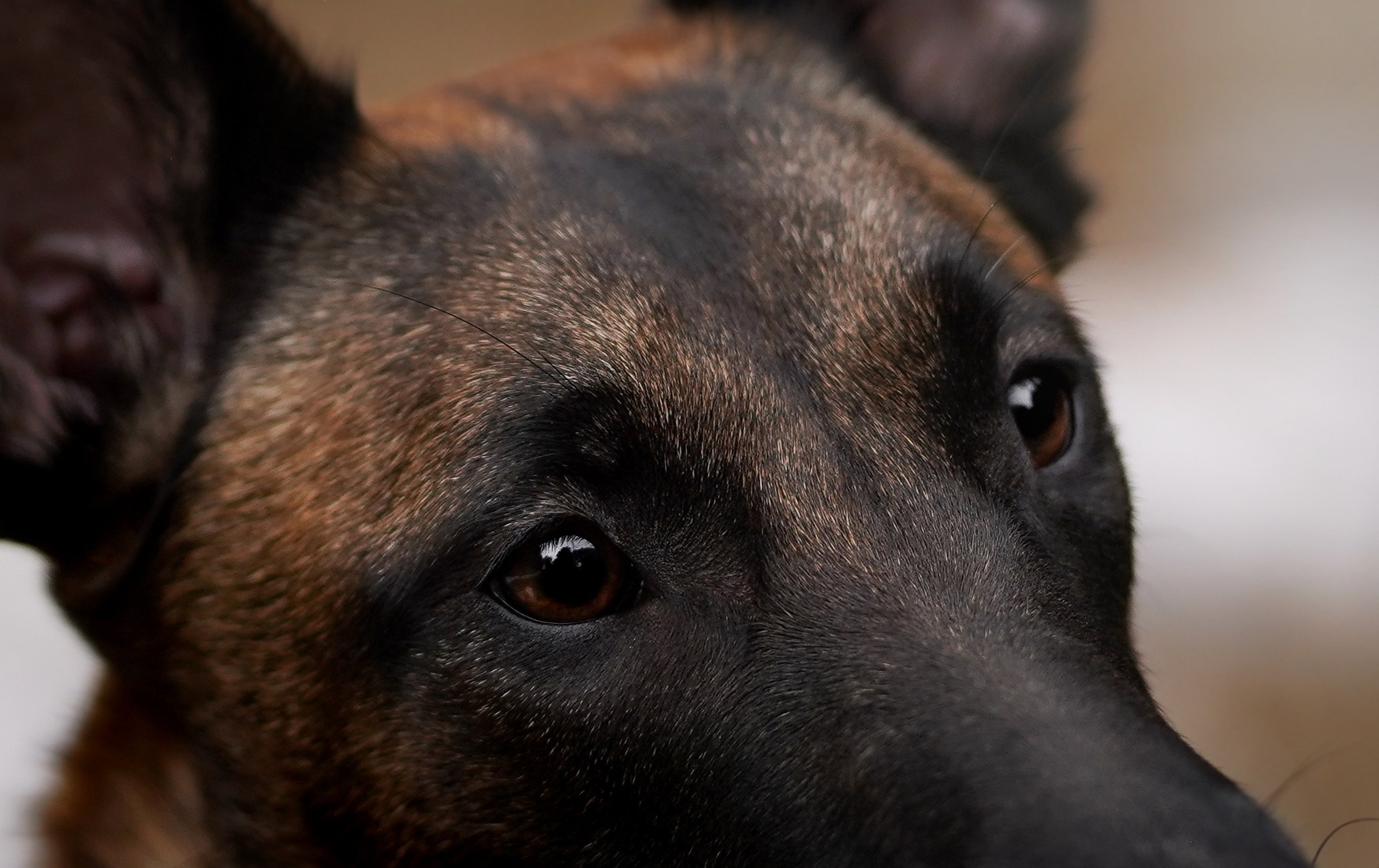 Панда и Эста. Фотограф-анималист в Санкт-Петербурге Яна Мартынова