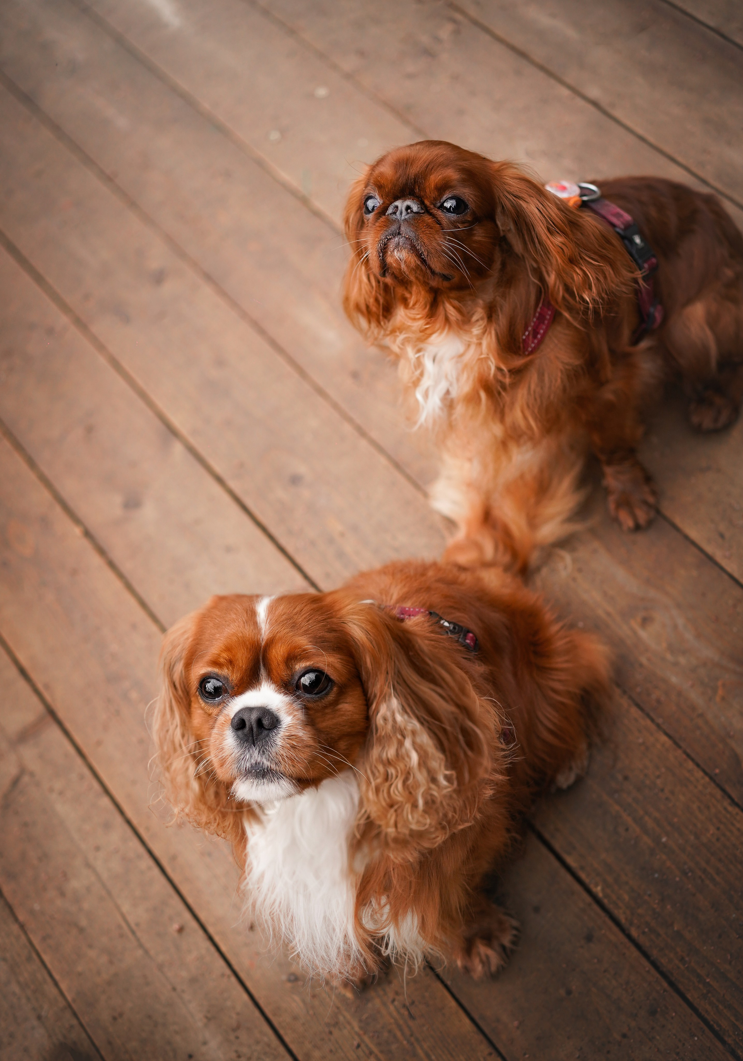 Юля Володя Гарри и Верон. Фотограф-анималист в Санкт-Петербурге Яна Мартынова