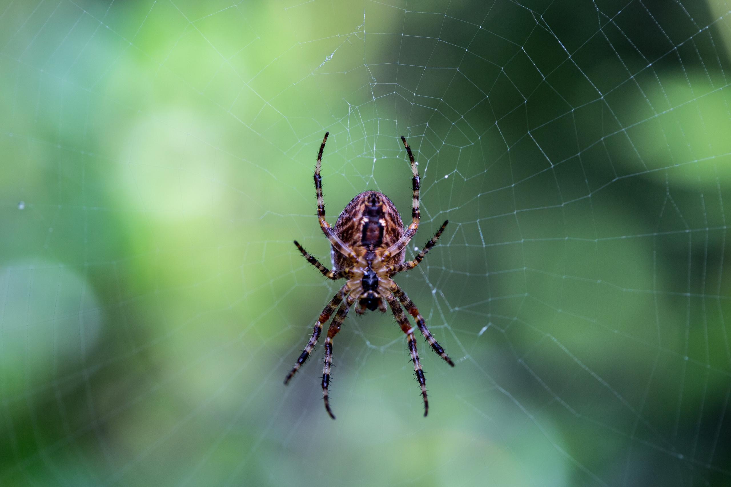 Фото Природы Забайкалья. Студия Максима Белослюдцева
