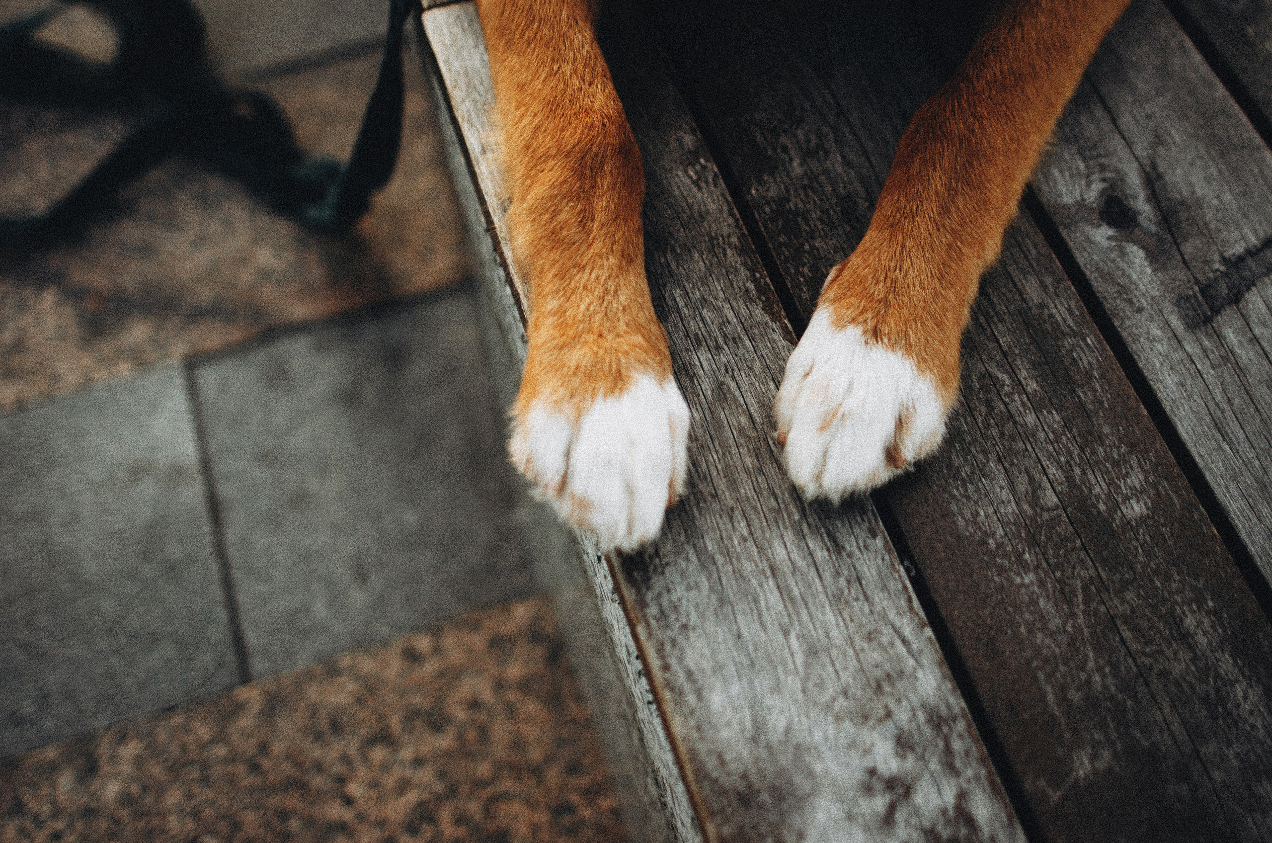 Вика и Хардин. Фотограф-анималист Богданова Полина