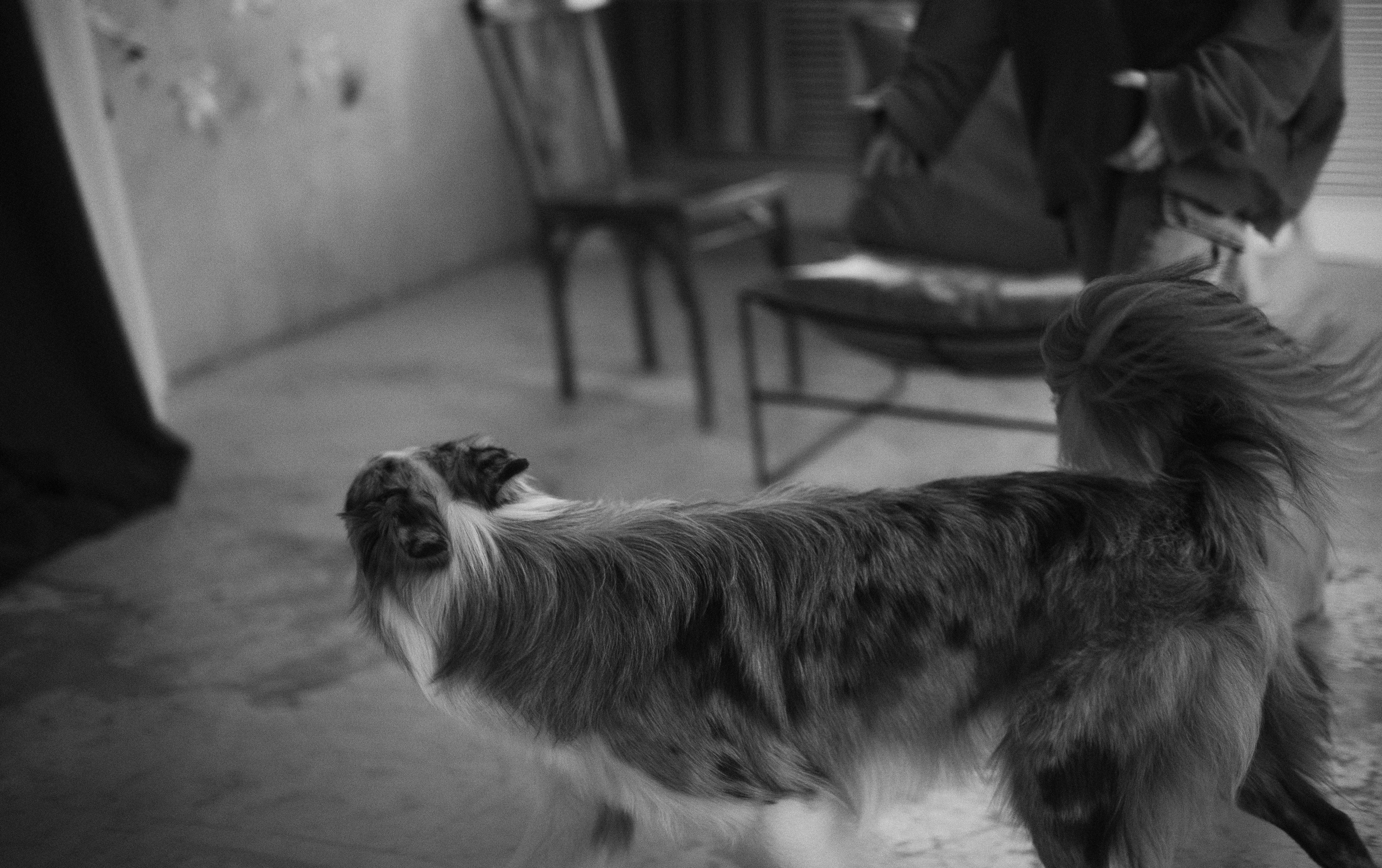 Аня и Дэймон. Фотограф-анималист Богданова Полина