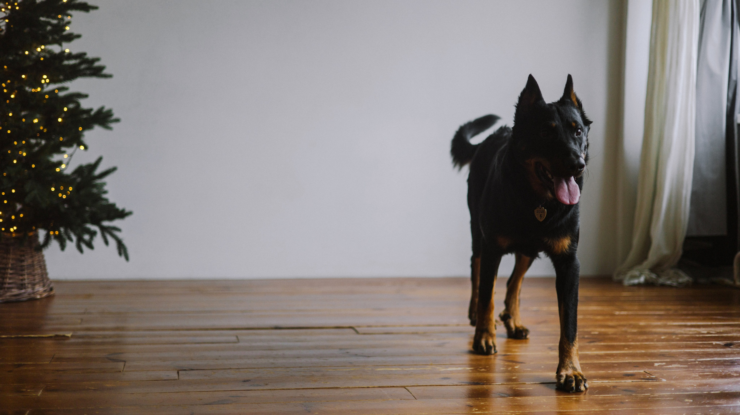 Полина и Зевс. Фотограф-анималист Богданова Полина