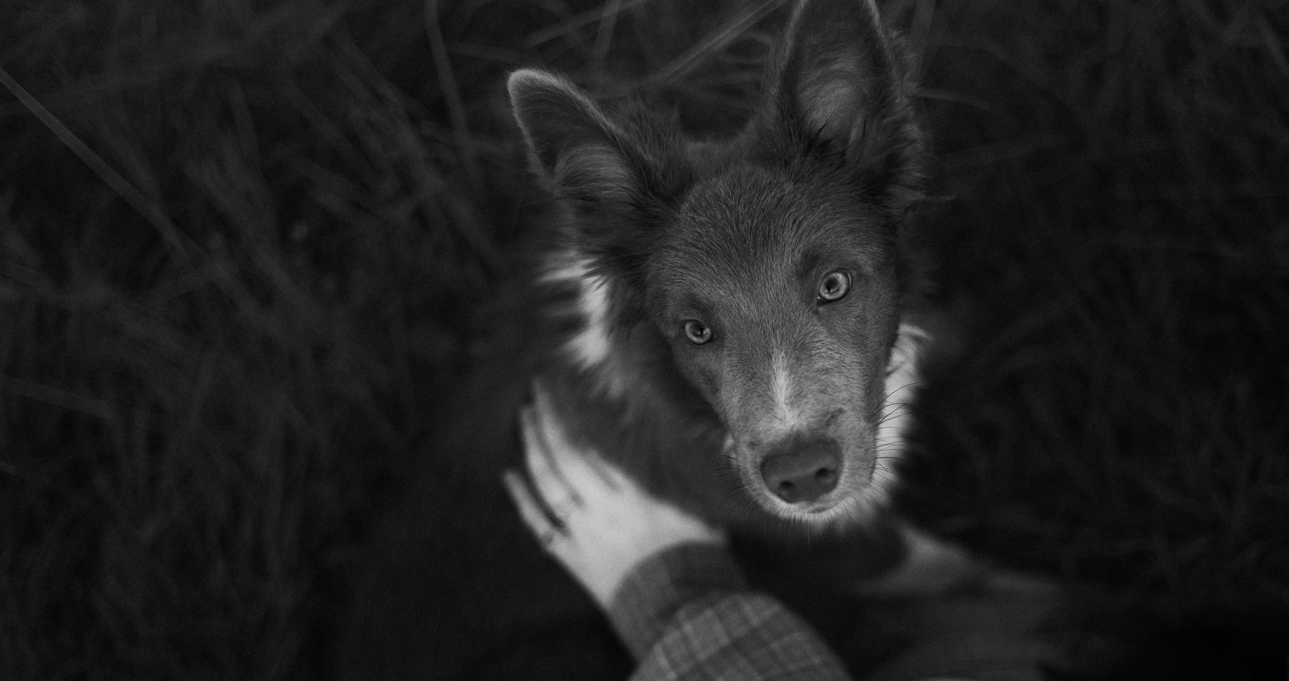 Полина и Паддингтон. Фотограф-анималист Богданова Полина