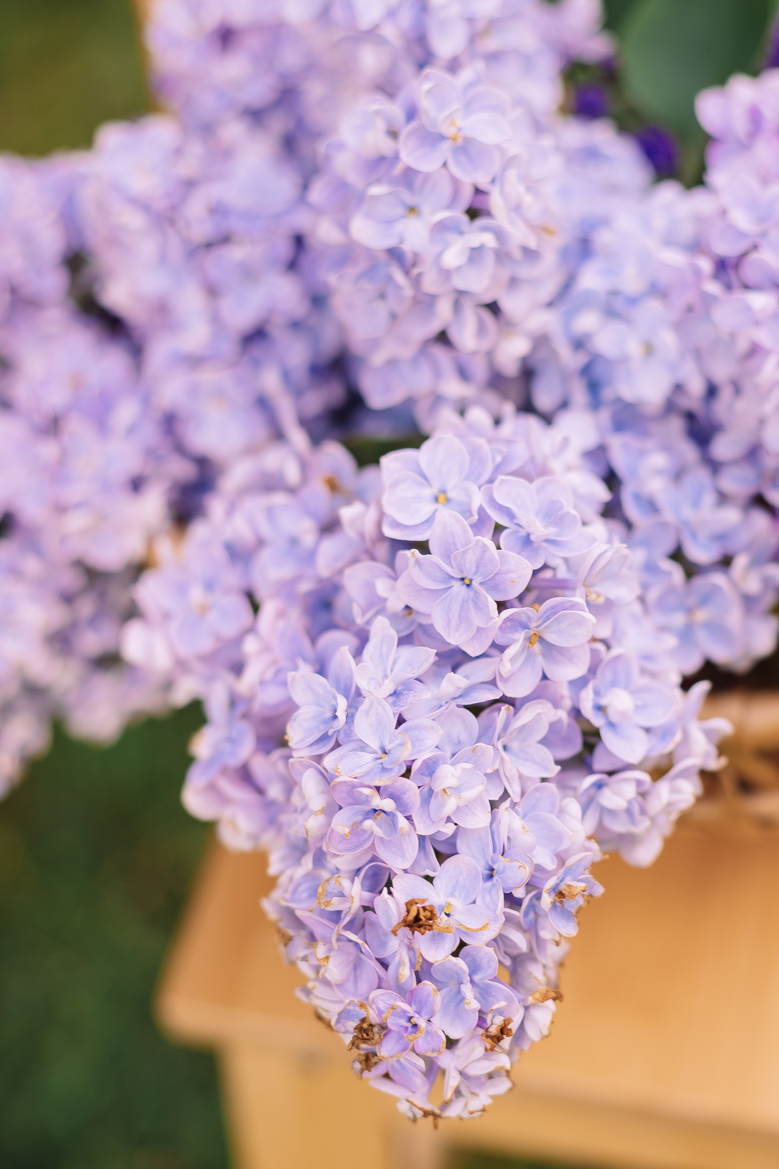 Детская фотосессия в Сирени. Фотограф в Санкт-Петербурге, Анна Скворцова