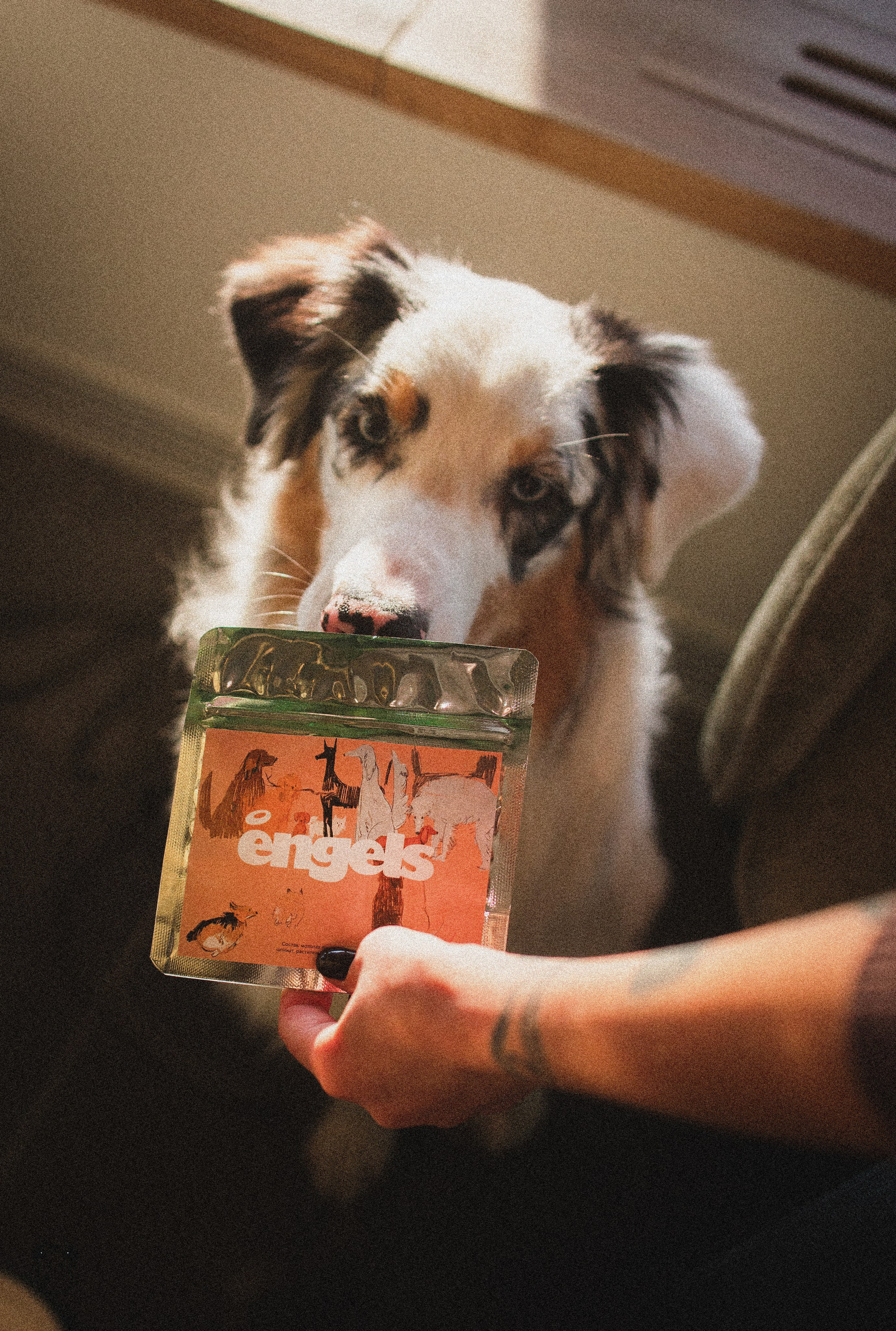 Портфолио. Фотограф-анималист в Екатеринбурге Марина Шишкина