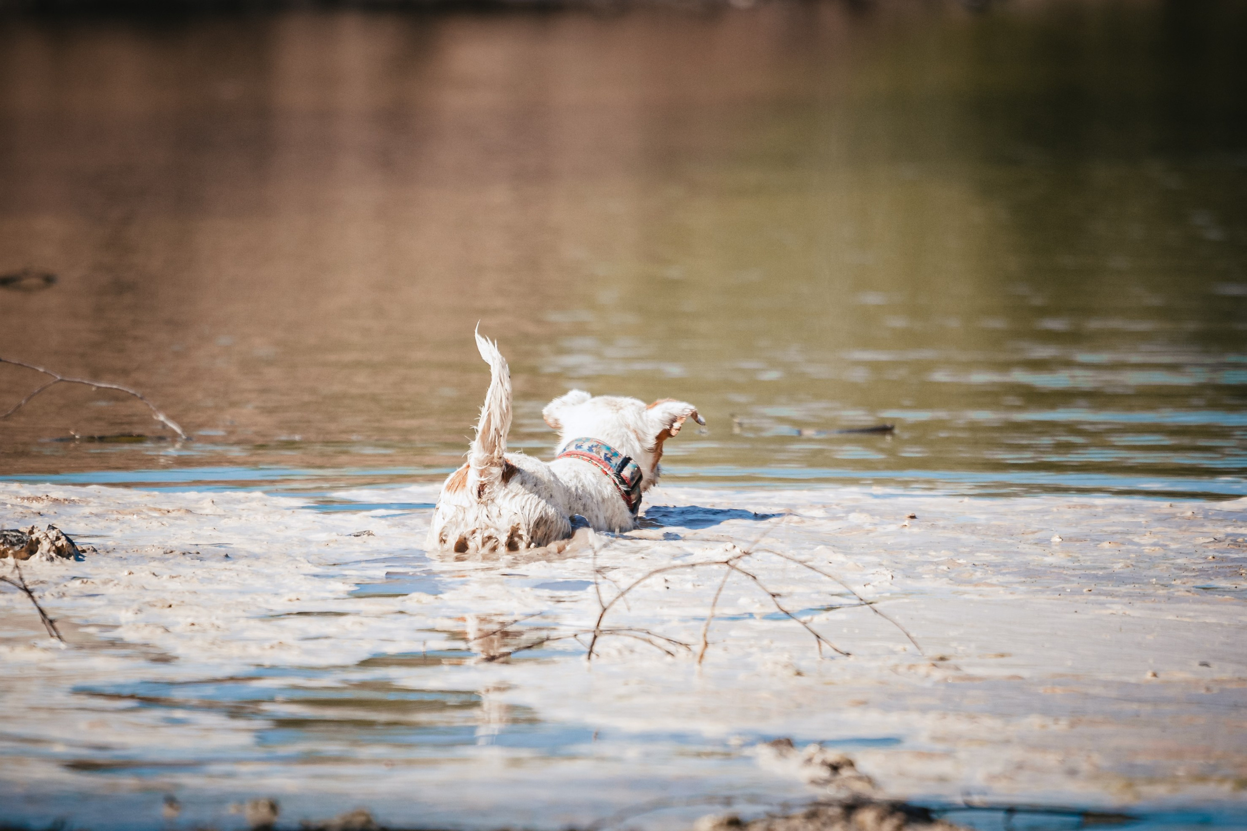 Кондуки. Фотограф-анималист Татьяна Степанова
