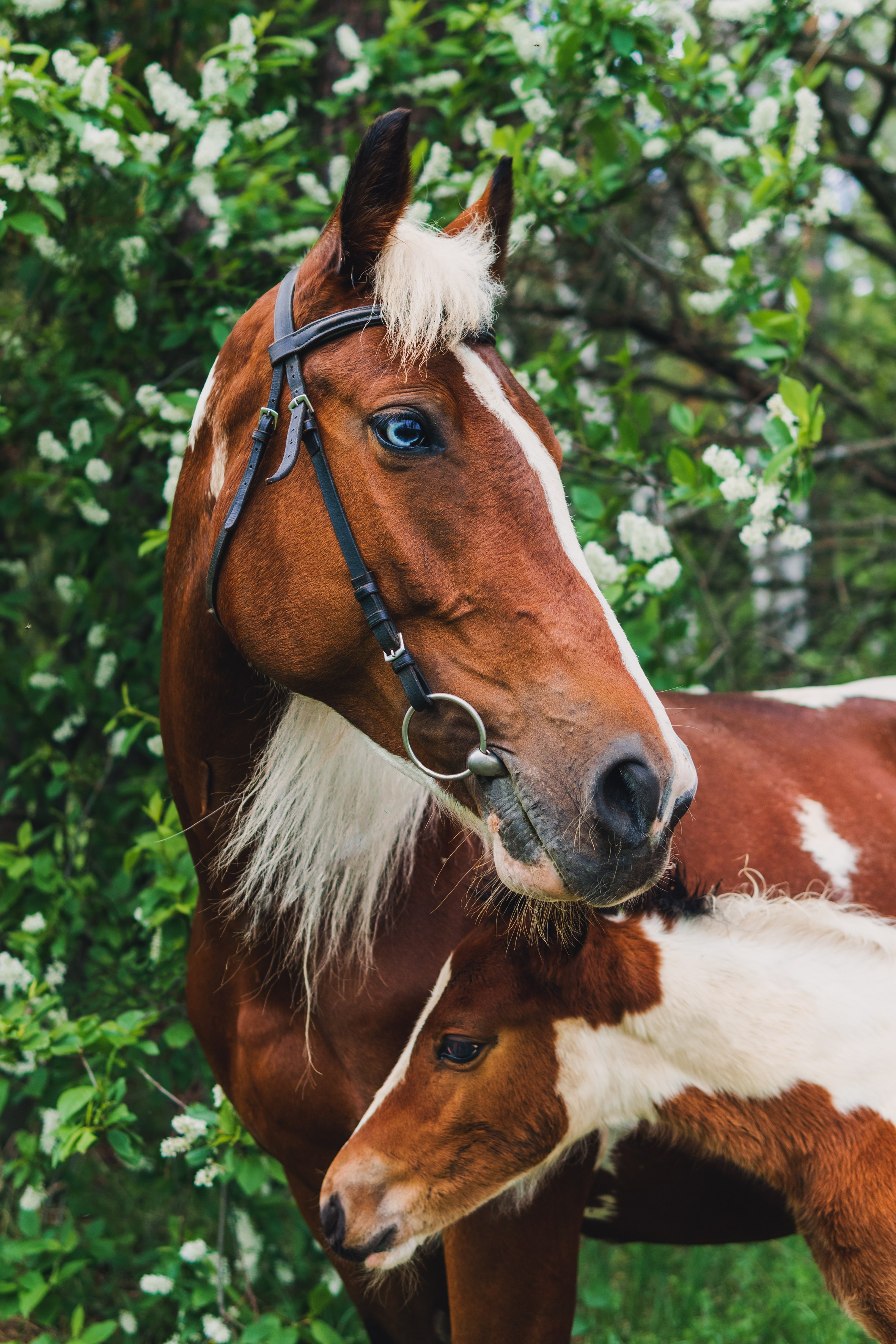 Life with horse. Saamill