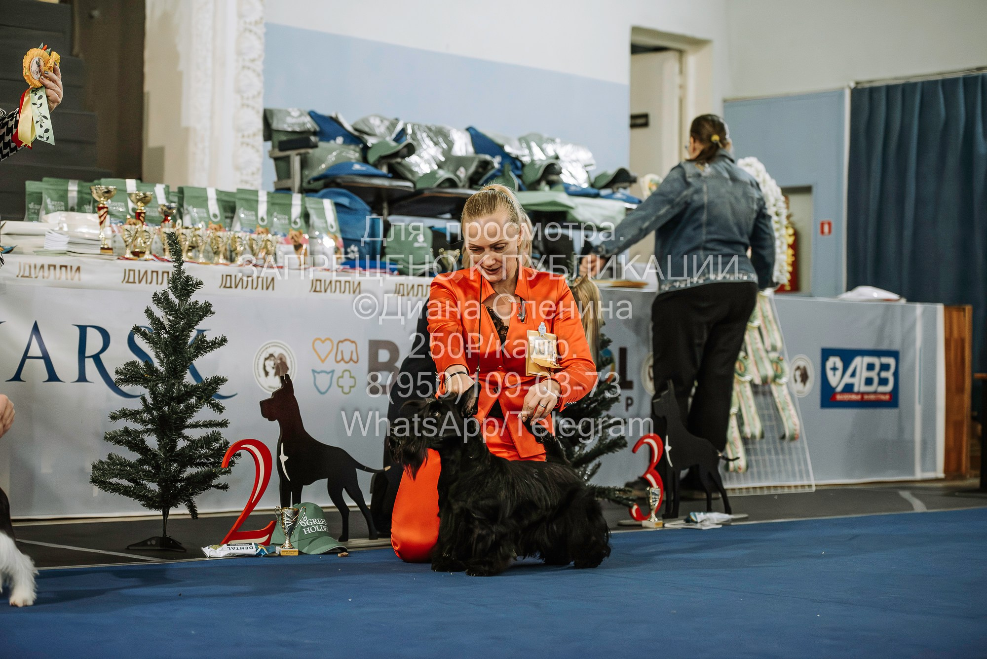 Выставка собак Красноярск 29.10.2023. Фотограф Диана Оленина Красноярск / Братск