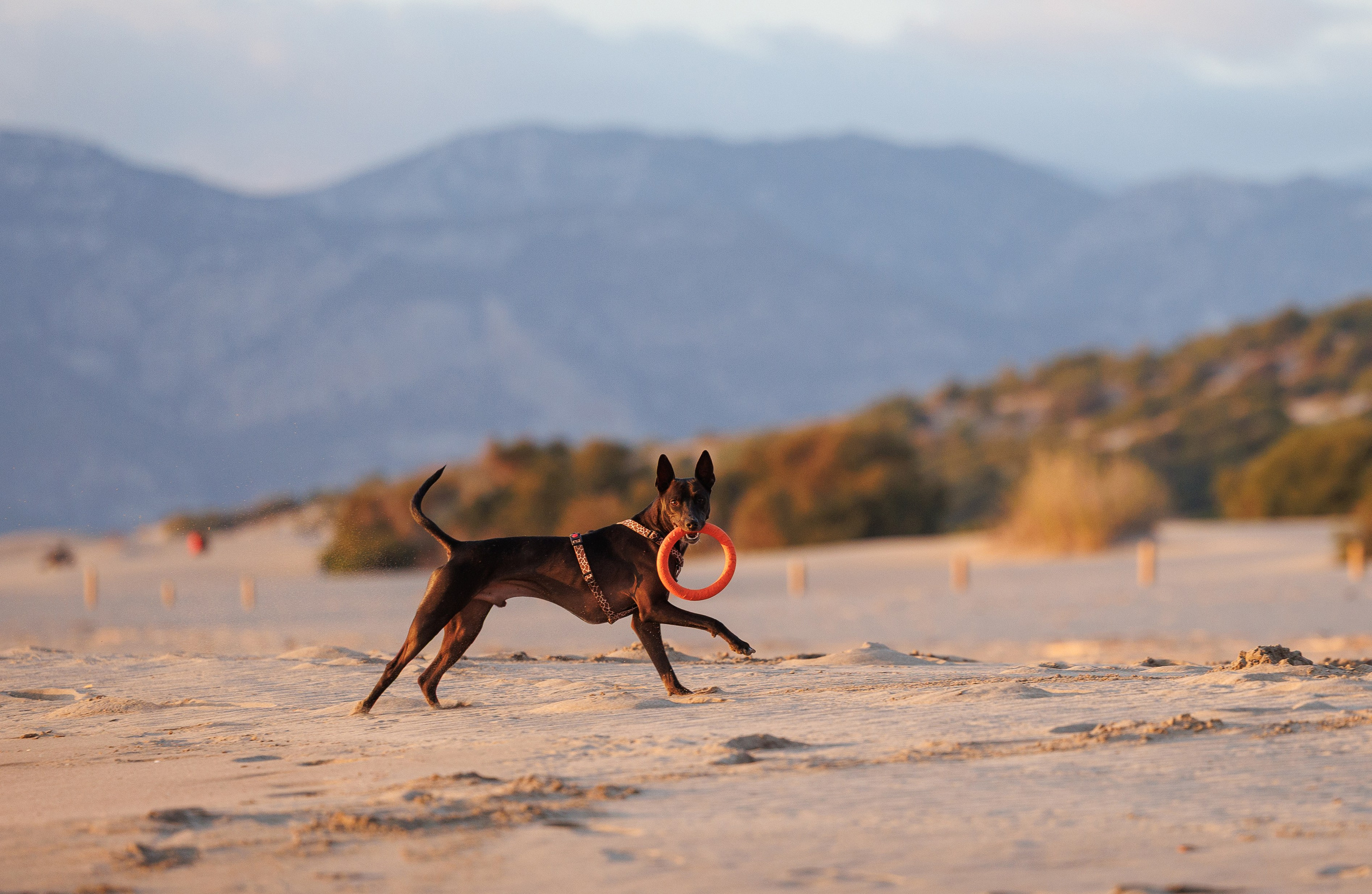 Финик. Фотограф анималист в Казани Алина Сулейманова. Фотограф животных