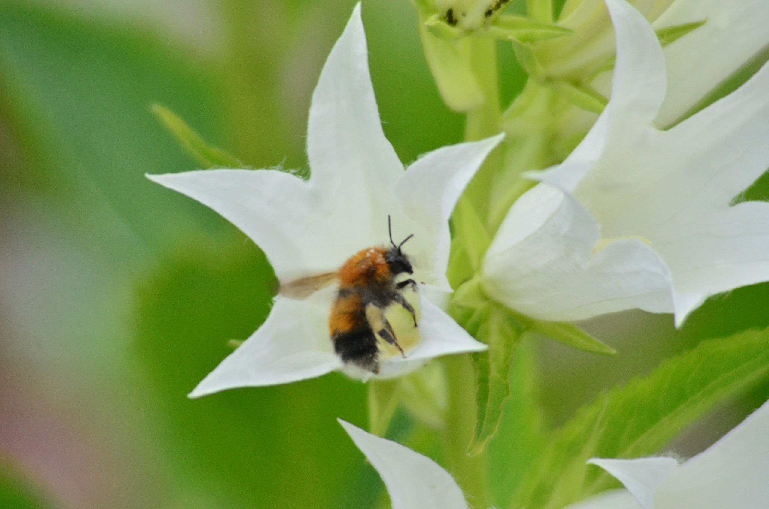 Дары природы. Фотограф viktor viktor