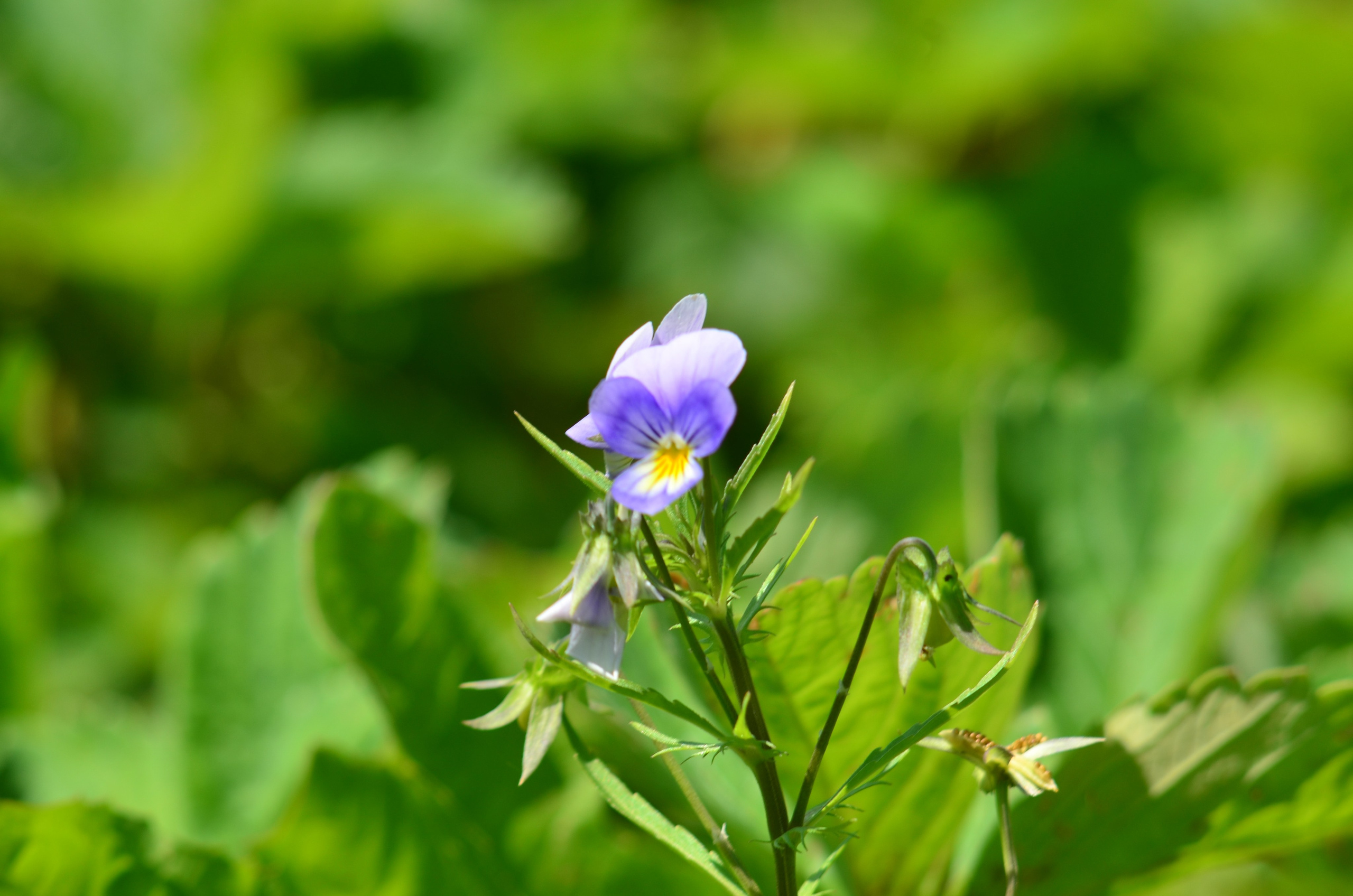 Дары природы. Фотограф viktor viktor