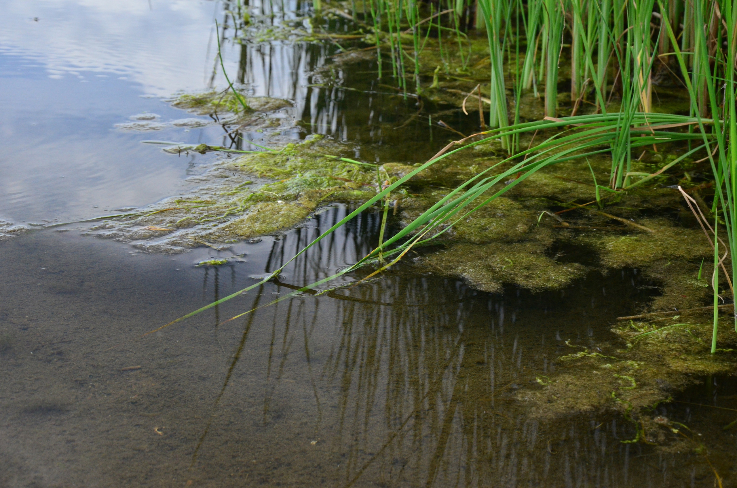 Дары природы. Фотограф viktor viktor