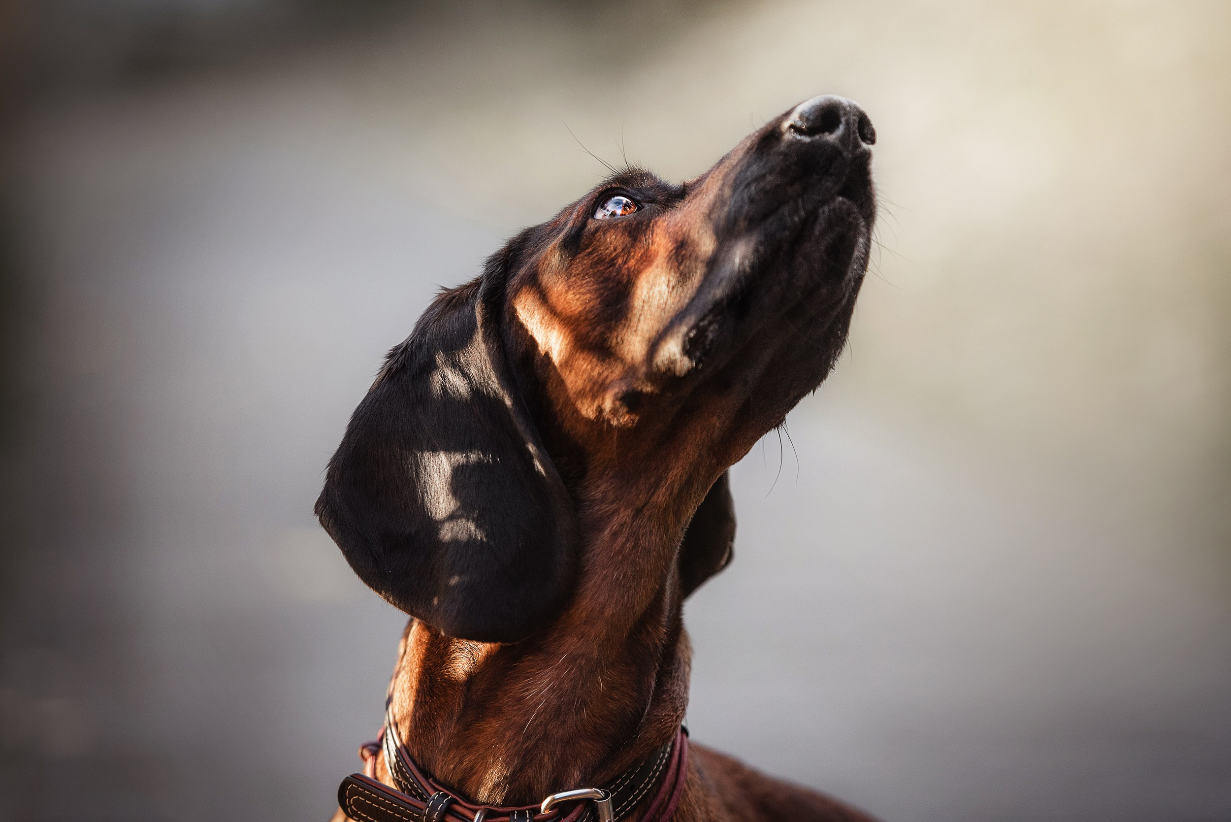 Катя, Дима и Дакота. Городская Love Story. Семейный Фотограф в Москве Ирина Хохлова