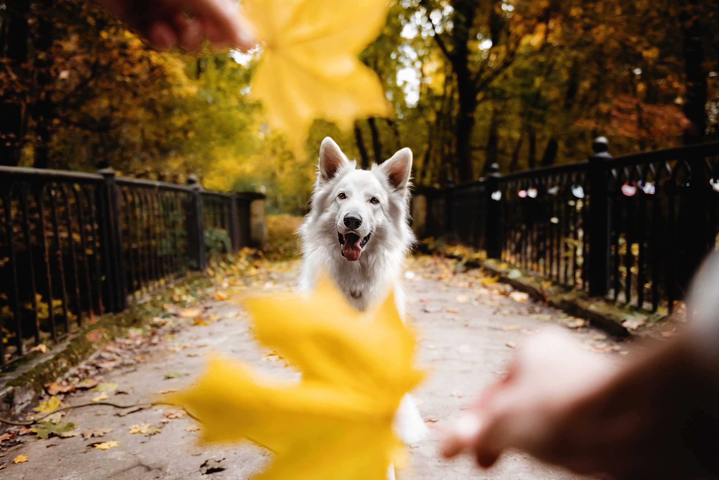 Катя и Джек. Семейный Фотограф в Москве Ирина Хохлова