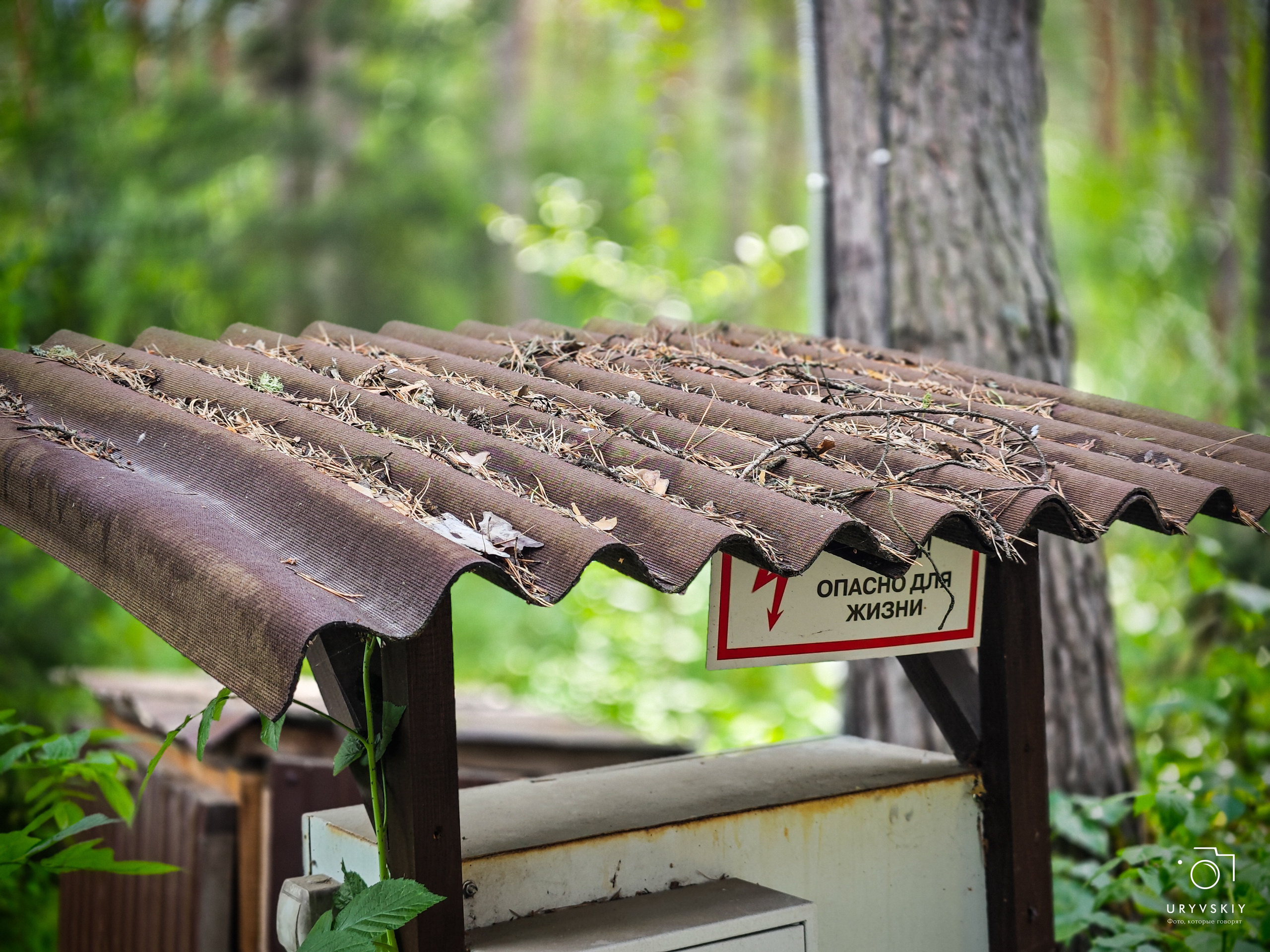 Командор, Хороший. День торговли 2025. Игорь Урывский. Фотограф Красноярск